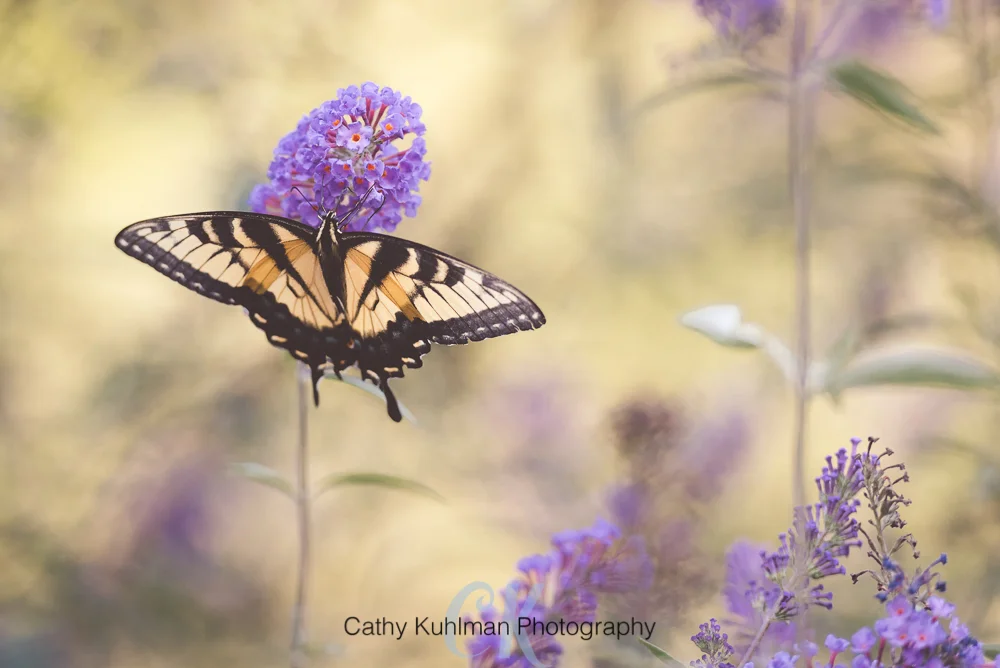 Swallowtail butterfly three