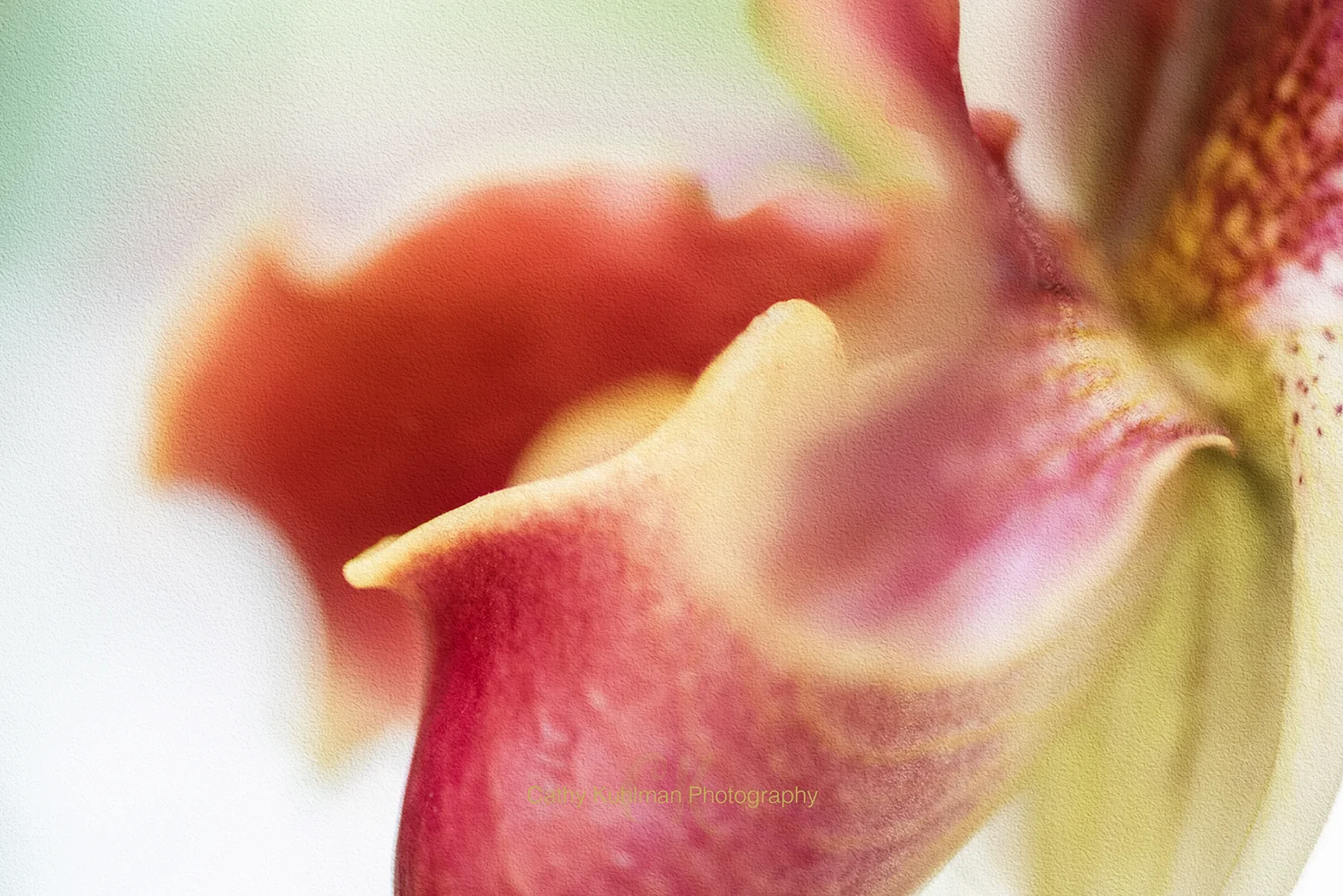 Orchid One