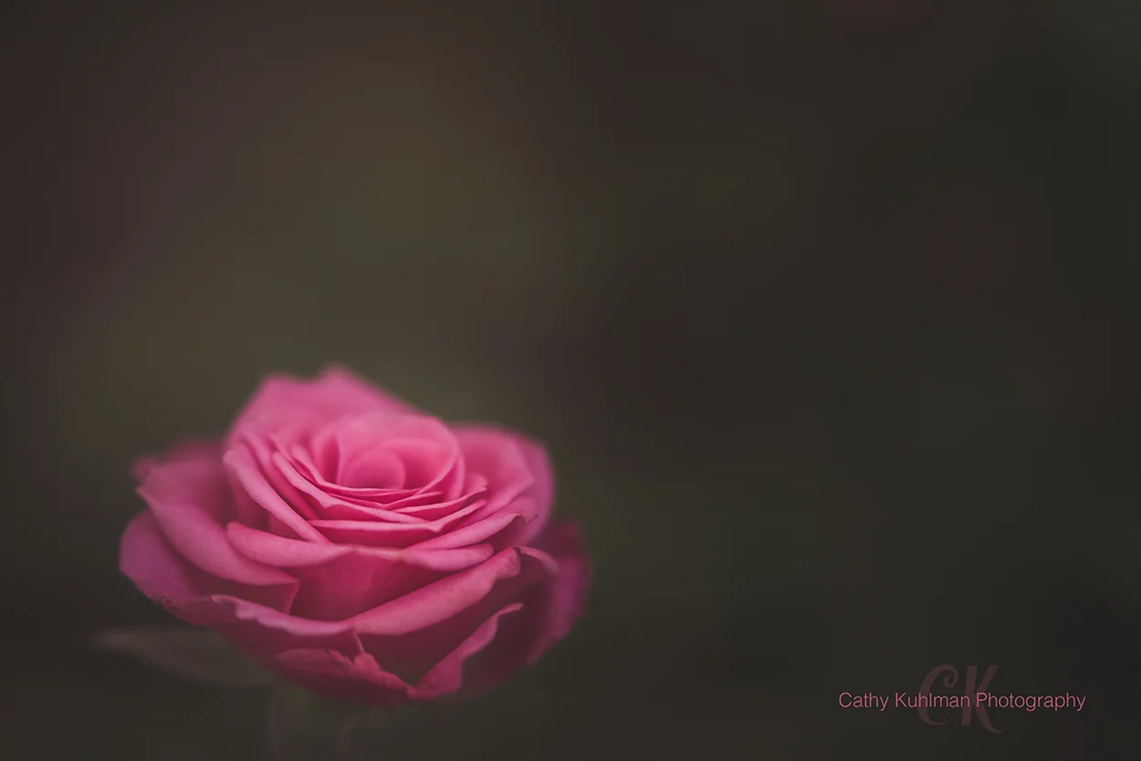 Perfectly Pink Rose