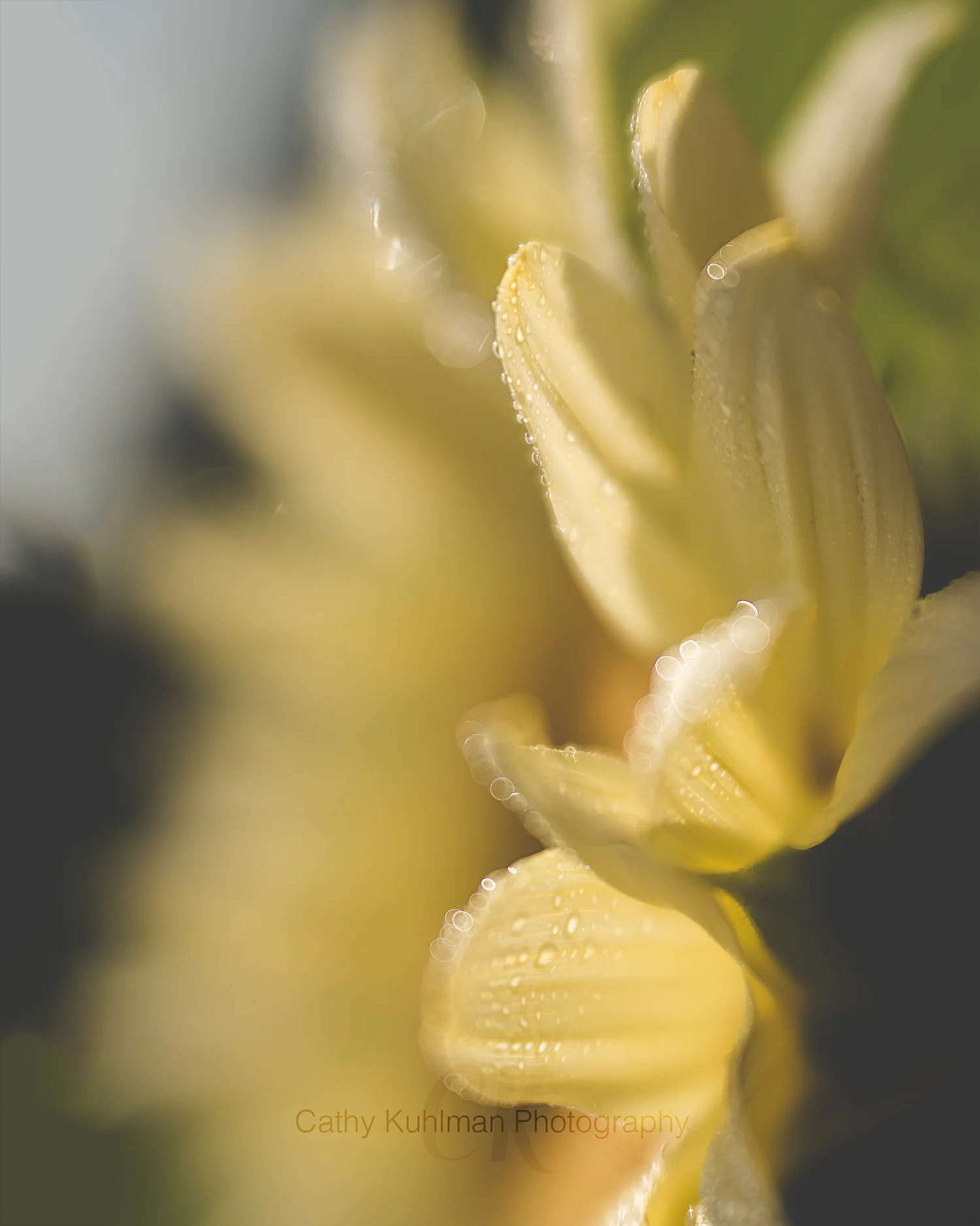 Bokeh droplets