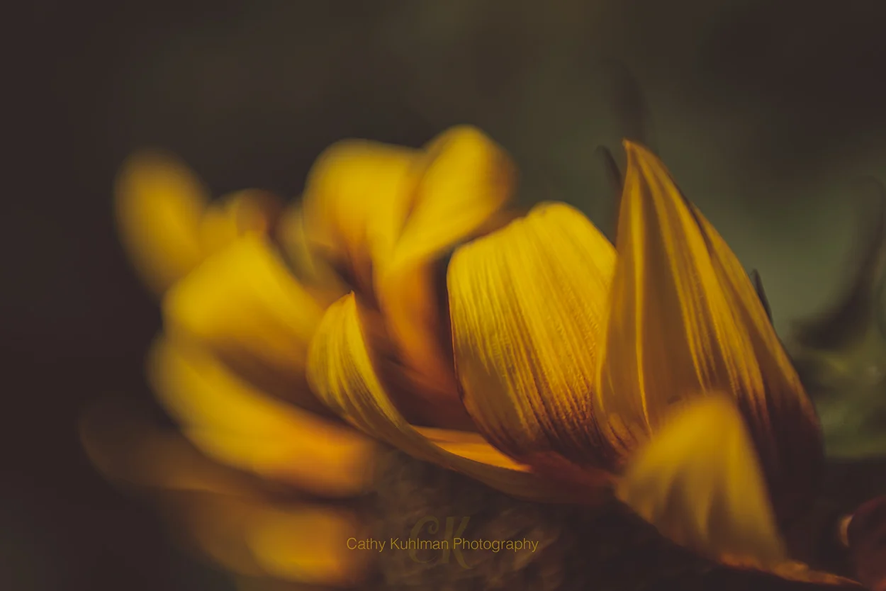 Sunflower Side Up!