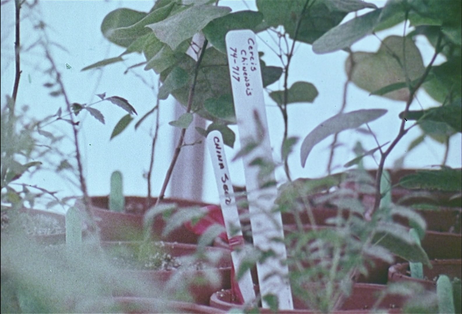 A Gift of Land plants in conservatory.jpeg