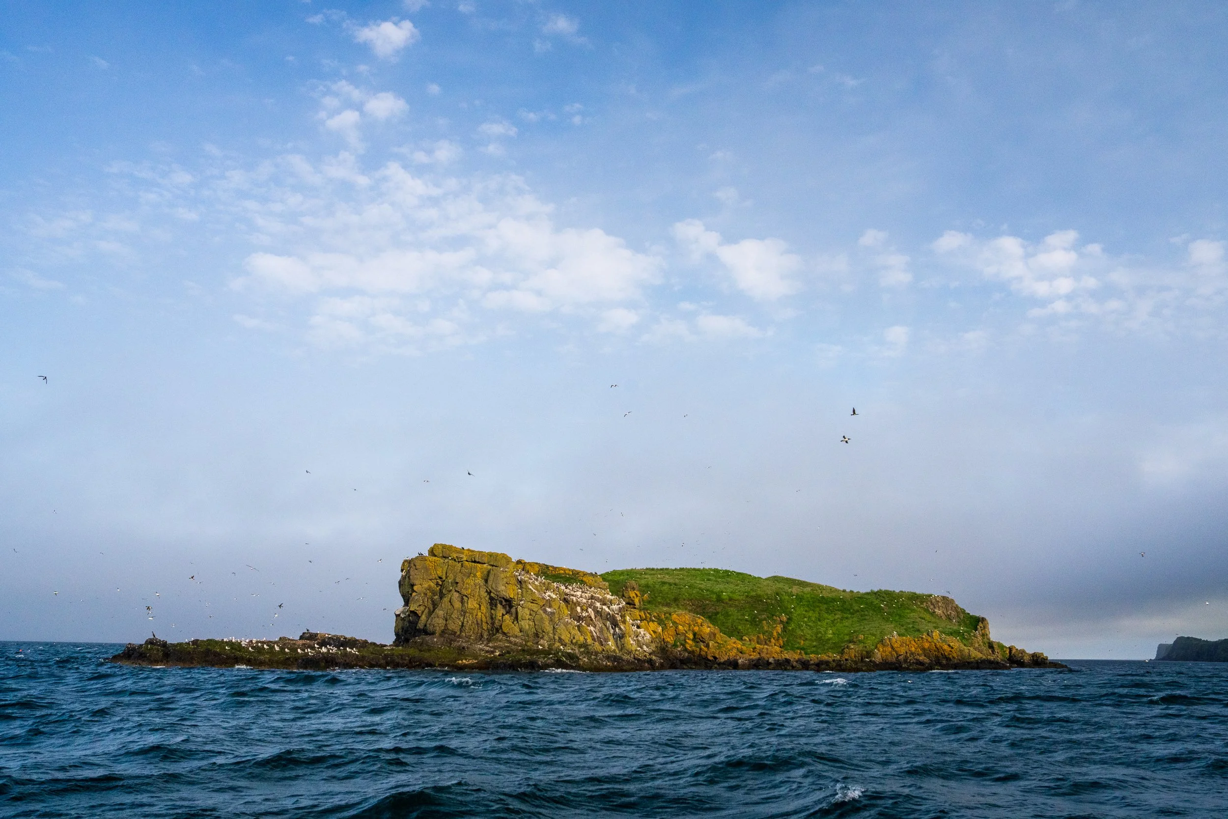 Muck Island, off the North East coast of Ireland, and home to an impressive sea bird population. 