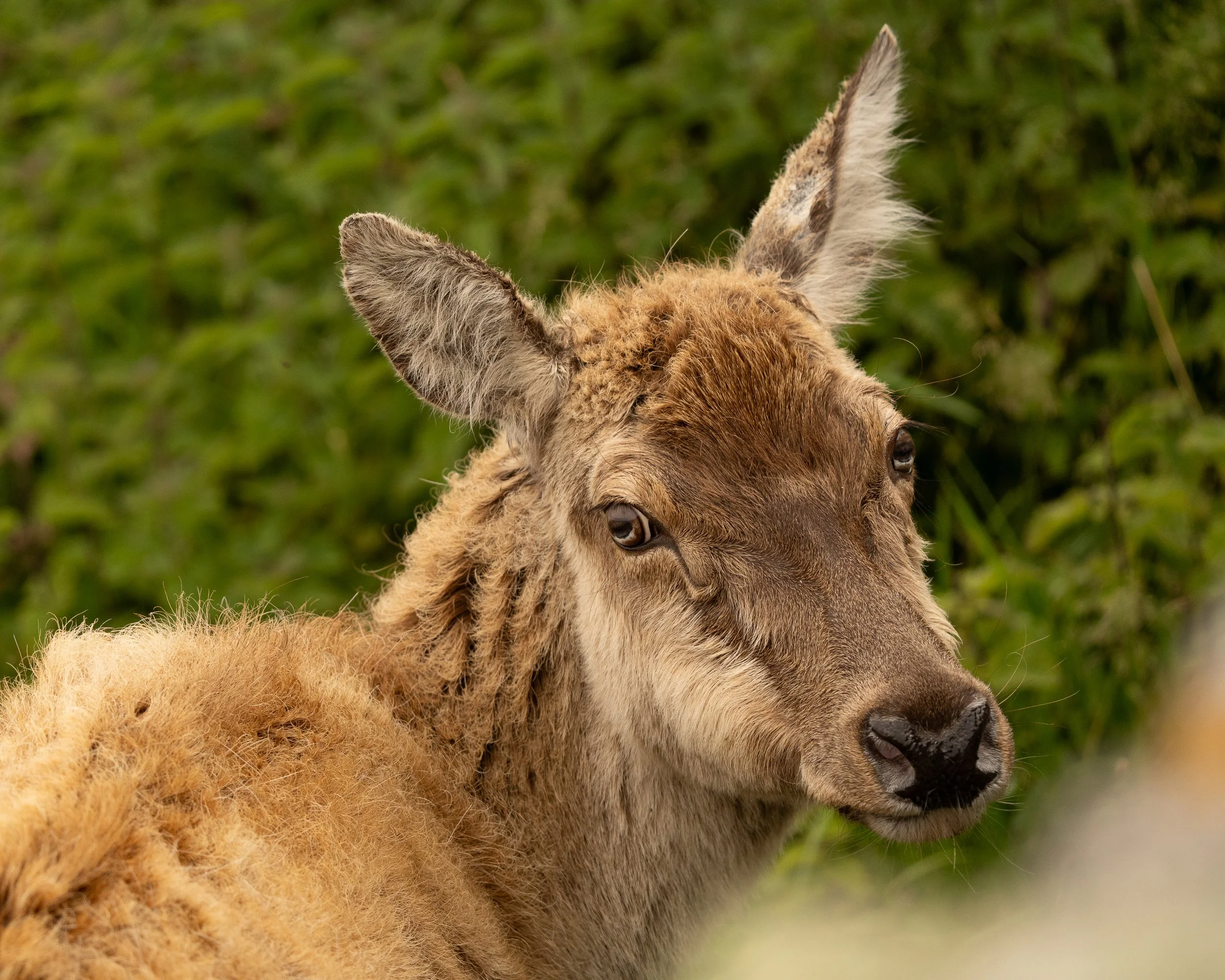 Last man standing.  An ageing red deer, last of his kind on the island.