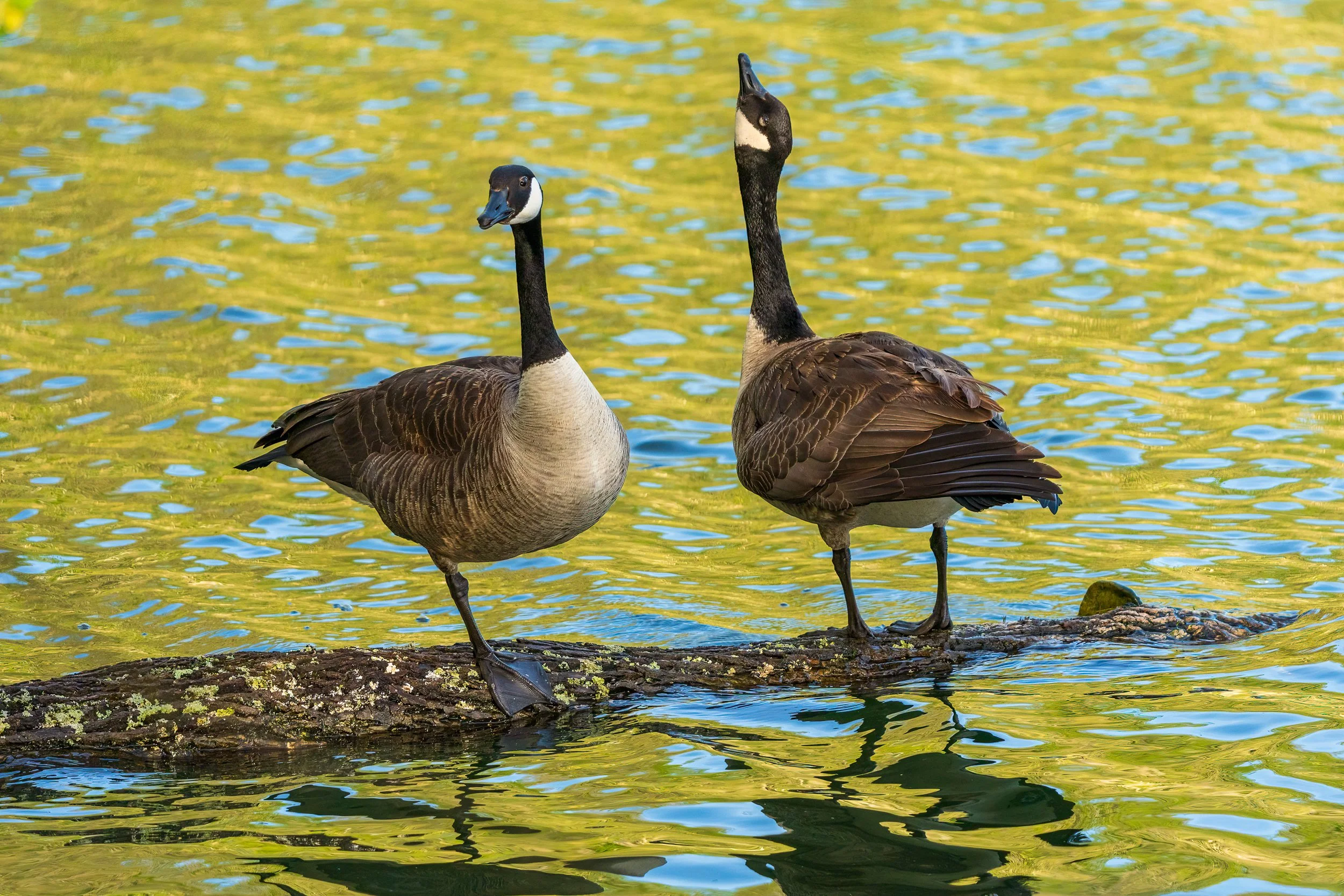 Canada Geese