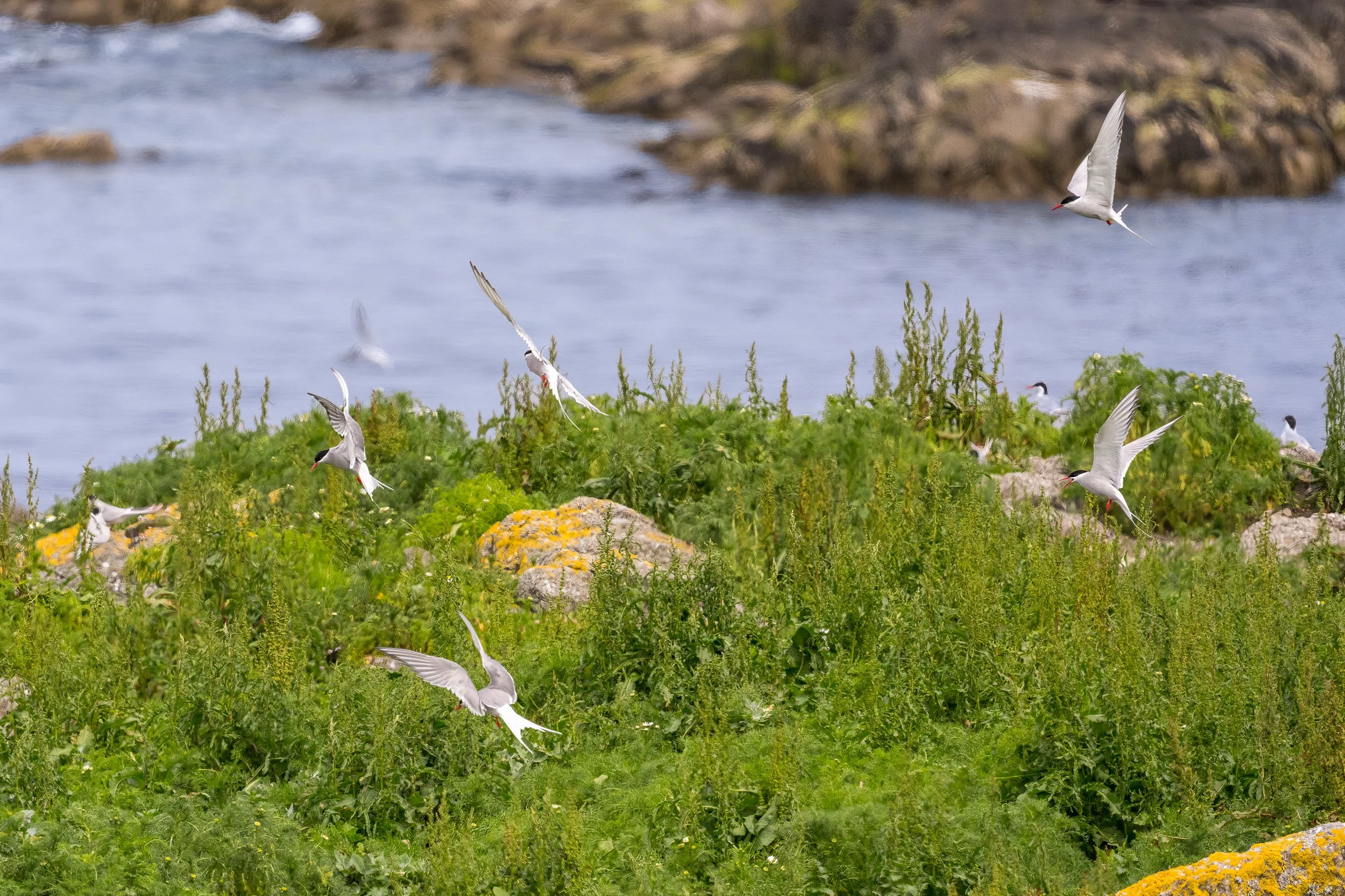 Inishtrahull also has a colony of Arctic Terns, noisy, excitable birds that are very graceful in flight.