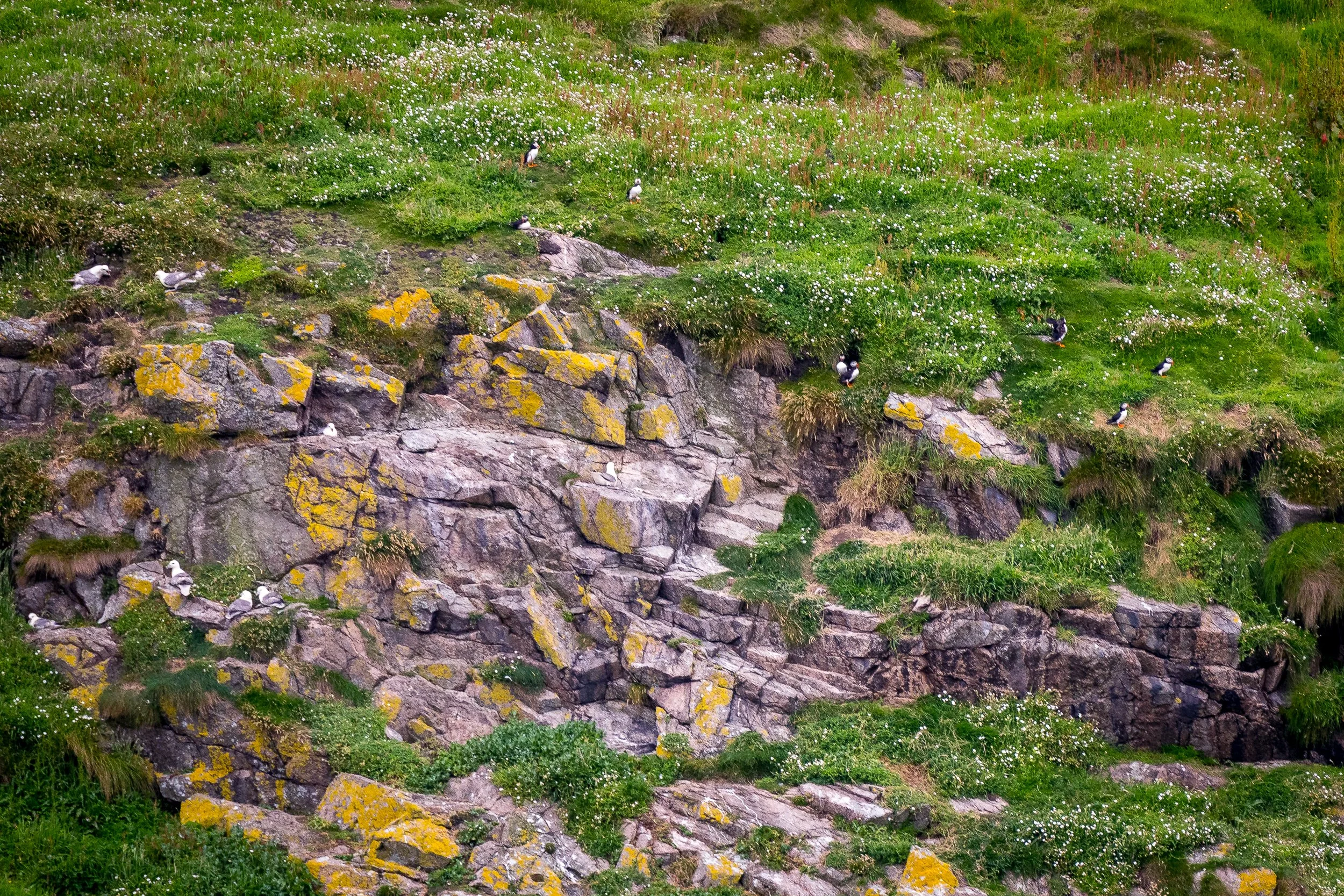 Evidence that puffins may be nesting on Inishtrahull, with a small group of eight clearly visible and two outside what looks like a nesting burrow. 