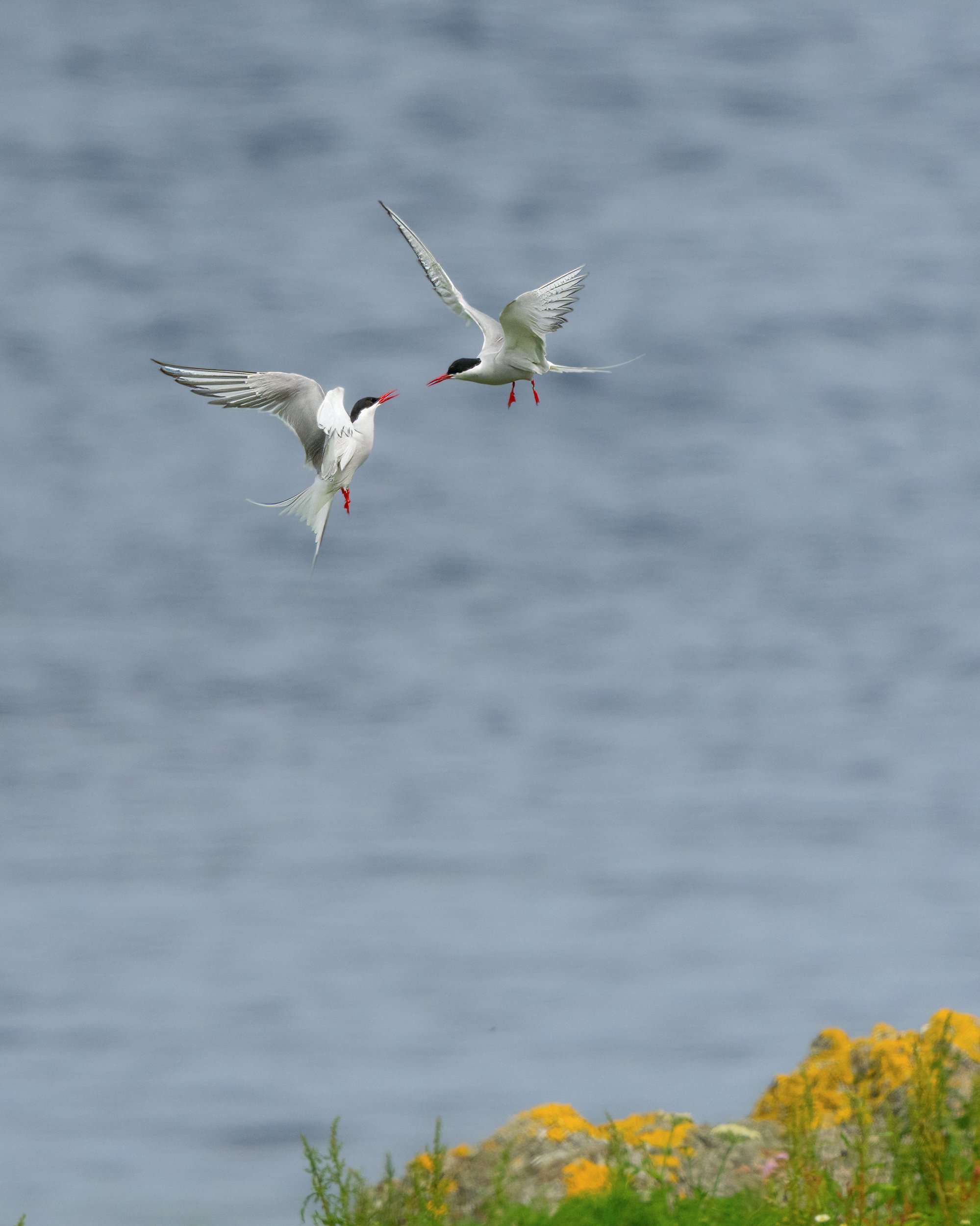Dancing in the air.. Arctic terns on Inishtrahull.
