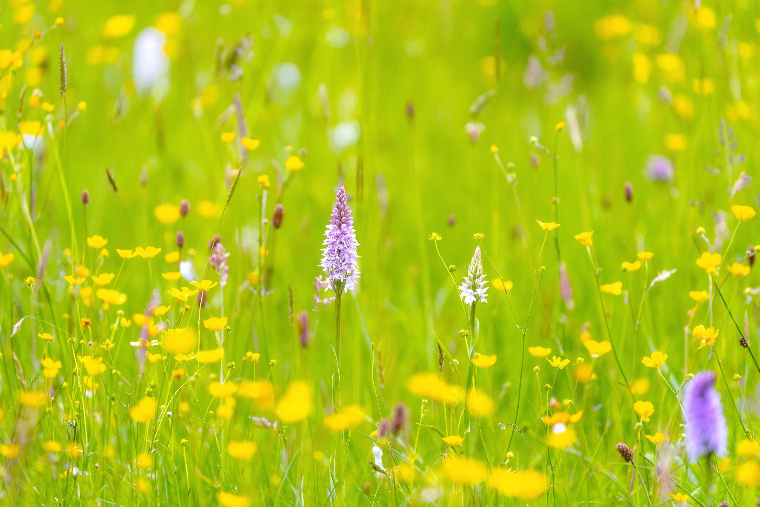 Mussenden wild flowers