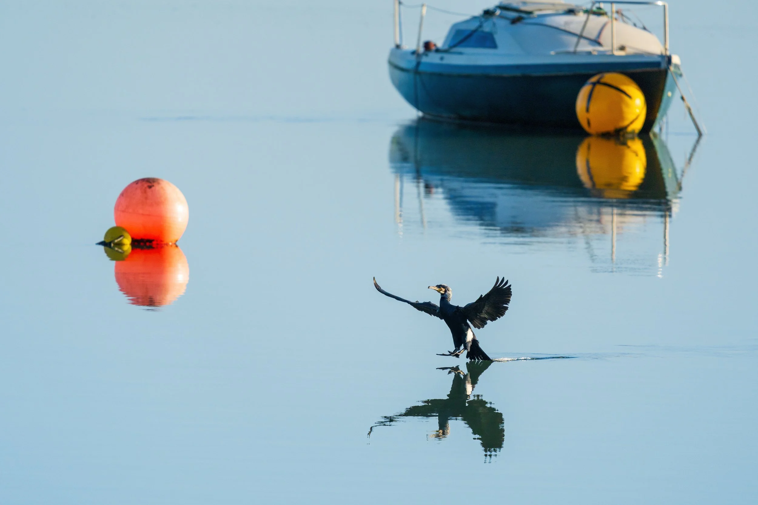 Splashdown 2.  Cormorant, Malahide
