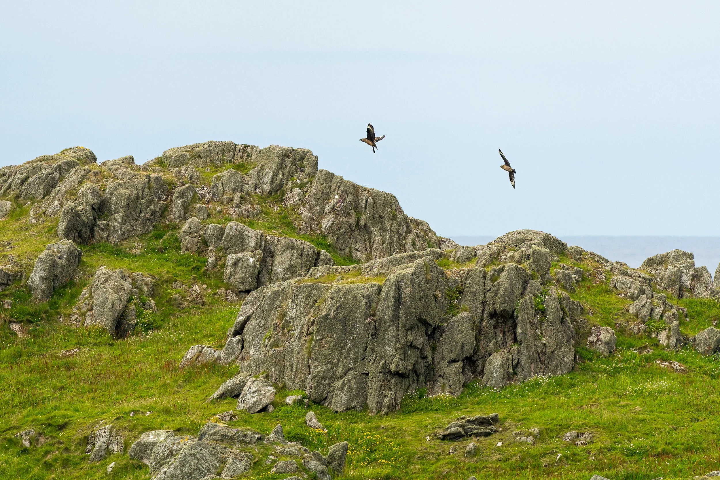 At the opposite end of the island I spotted a pair of Great Skua
