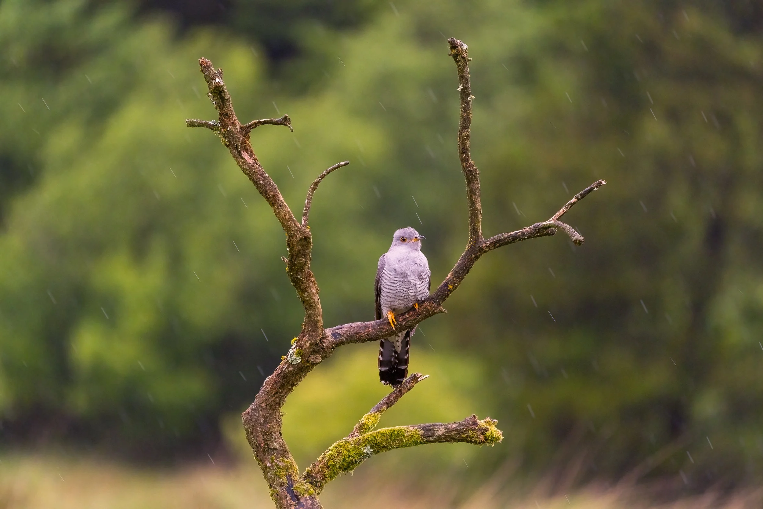 Cuckoo. Dull overhead conditions meant that flight shots were not possible but it was wonderful to see a cuckoo close up for the first time in my life.  Three days after the shoot, his work here done, the cuckoo headed back to Africa, leaving others 