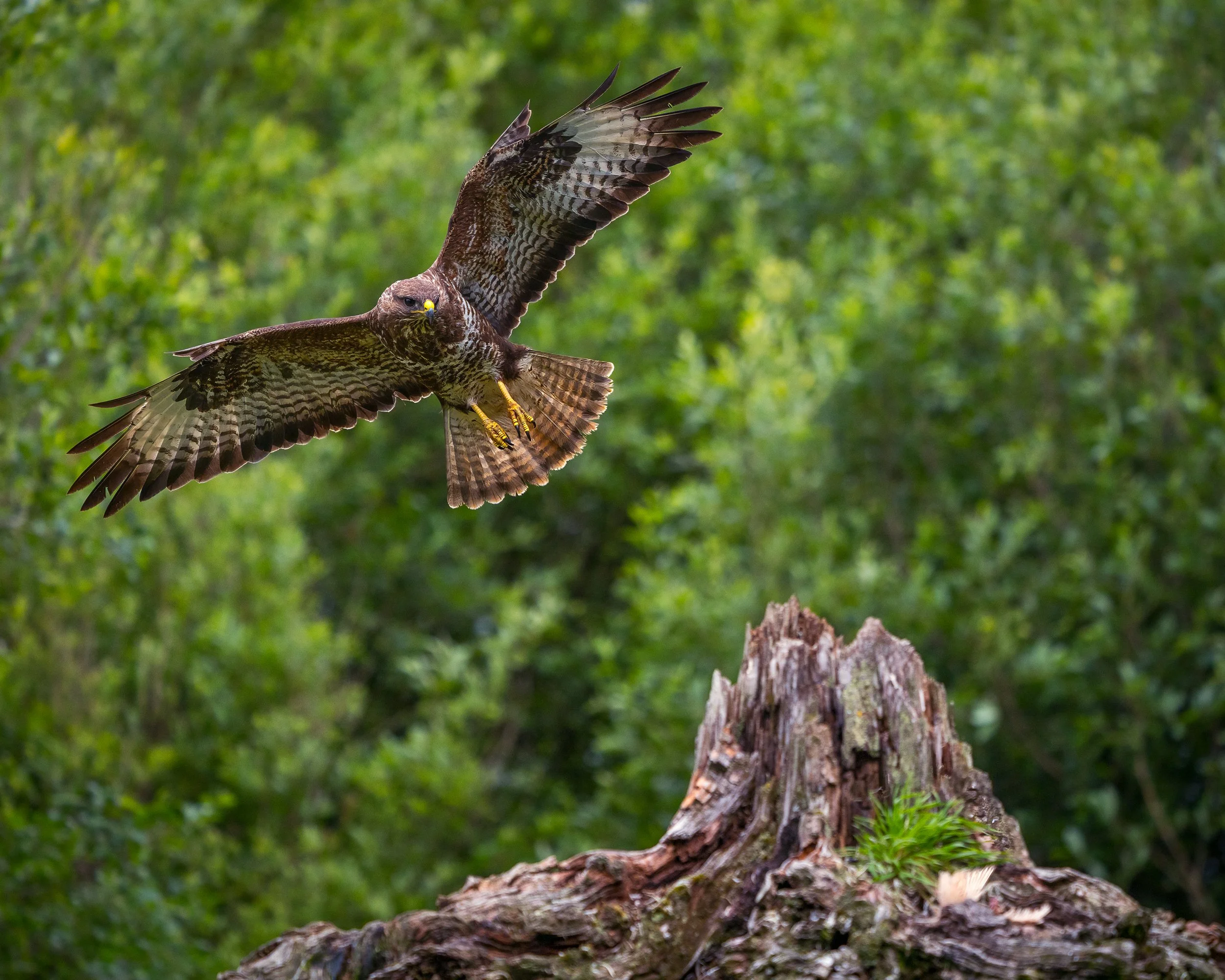 Incoming.  One of many photographs of buzzards at the Woodland Hide.