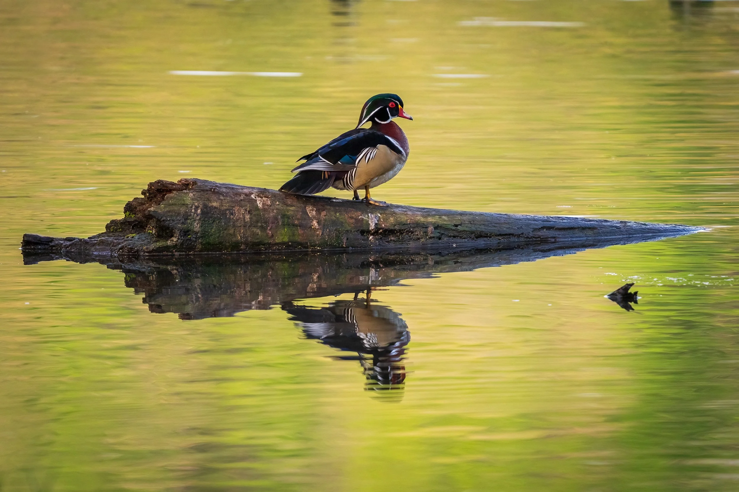 Wood Duck, Radnor Lake