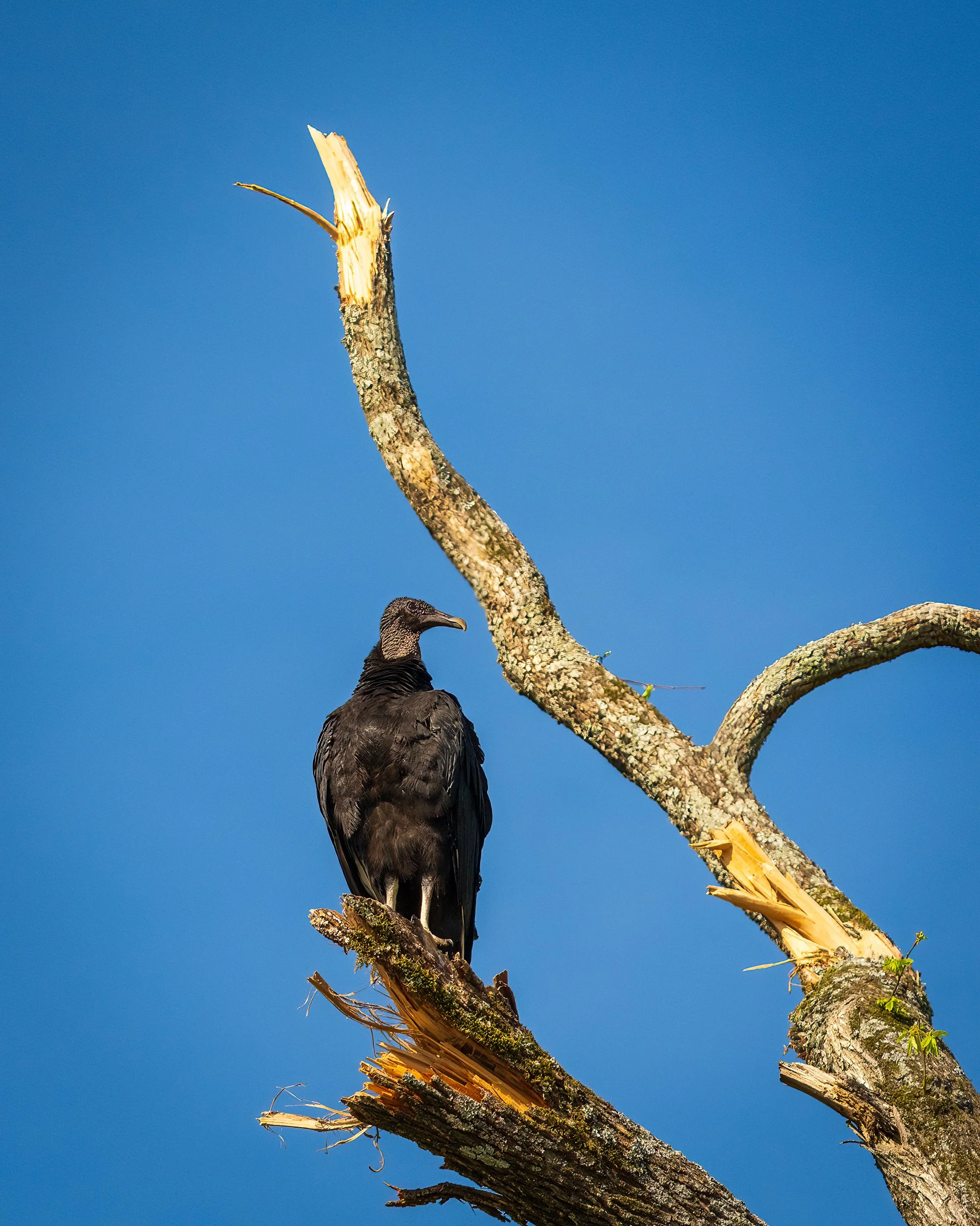 Black Vulture, Radnor Lake, Nashville