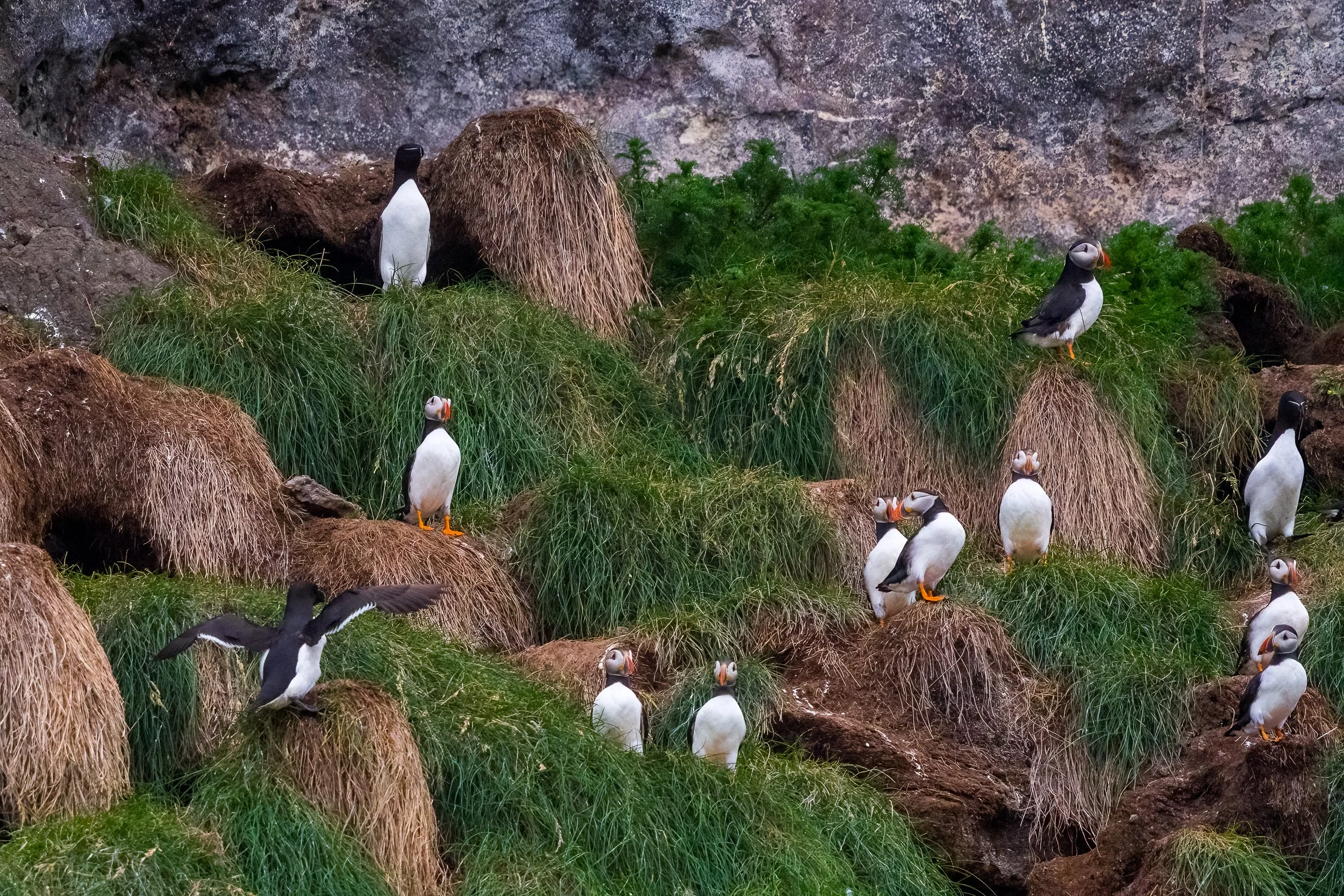 More puffins - can't resist!