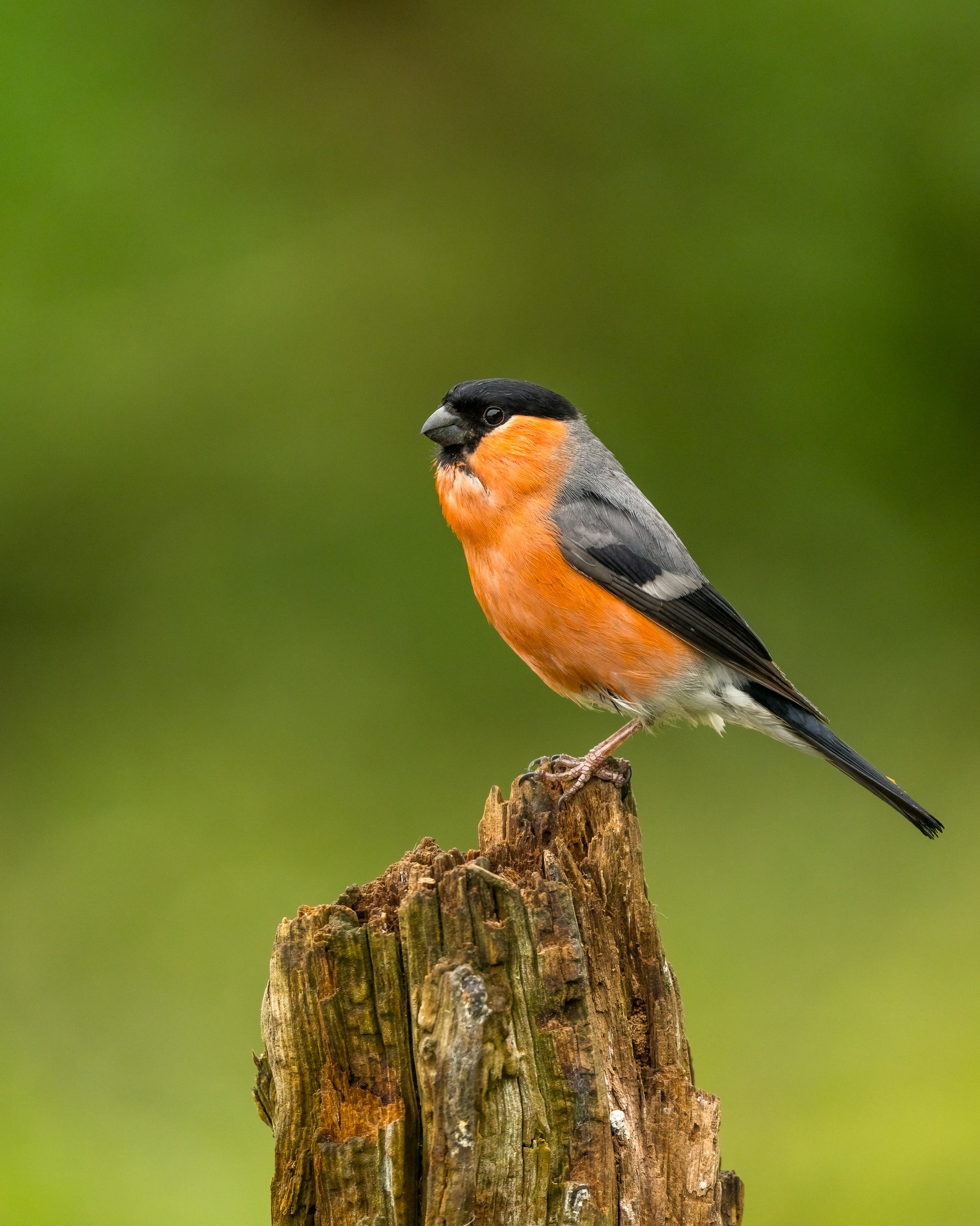 A very smart Bullfinch