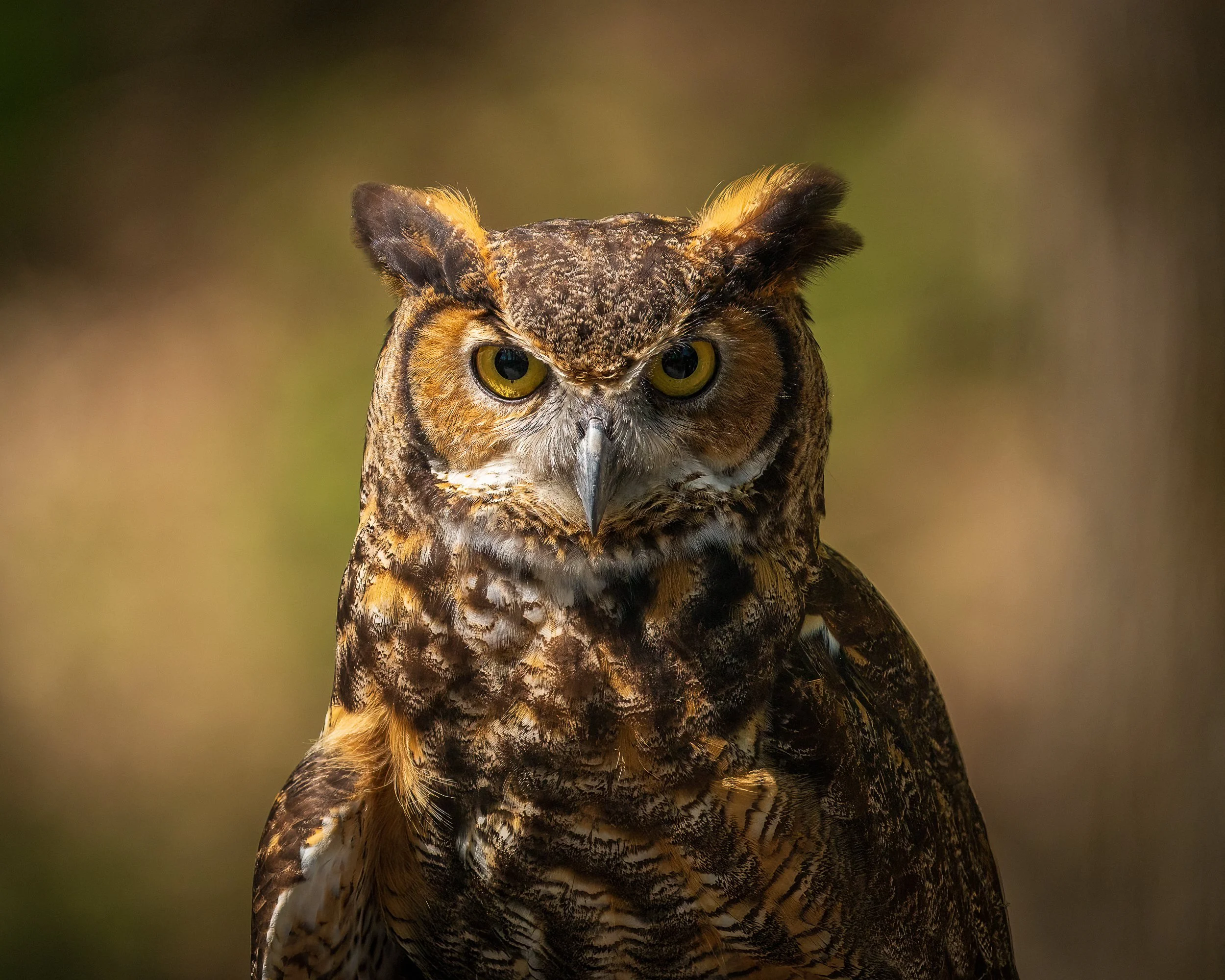 Great Horned Owl.  An injured bird that is being cared for in a sanctuary at Radnor.