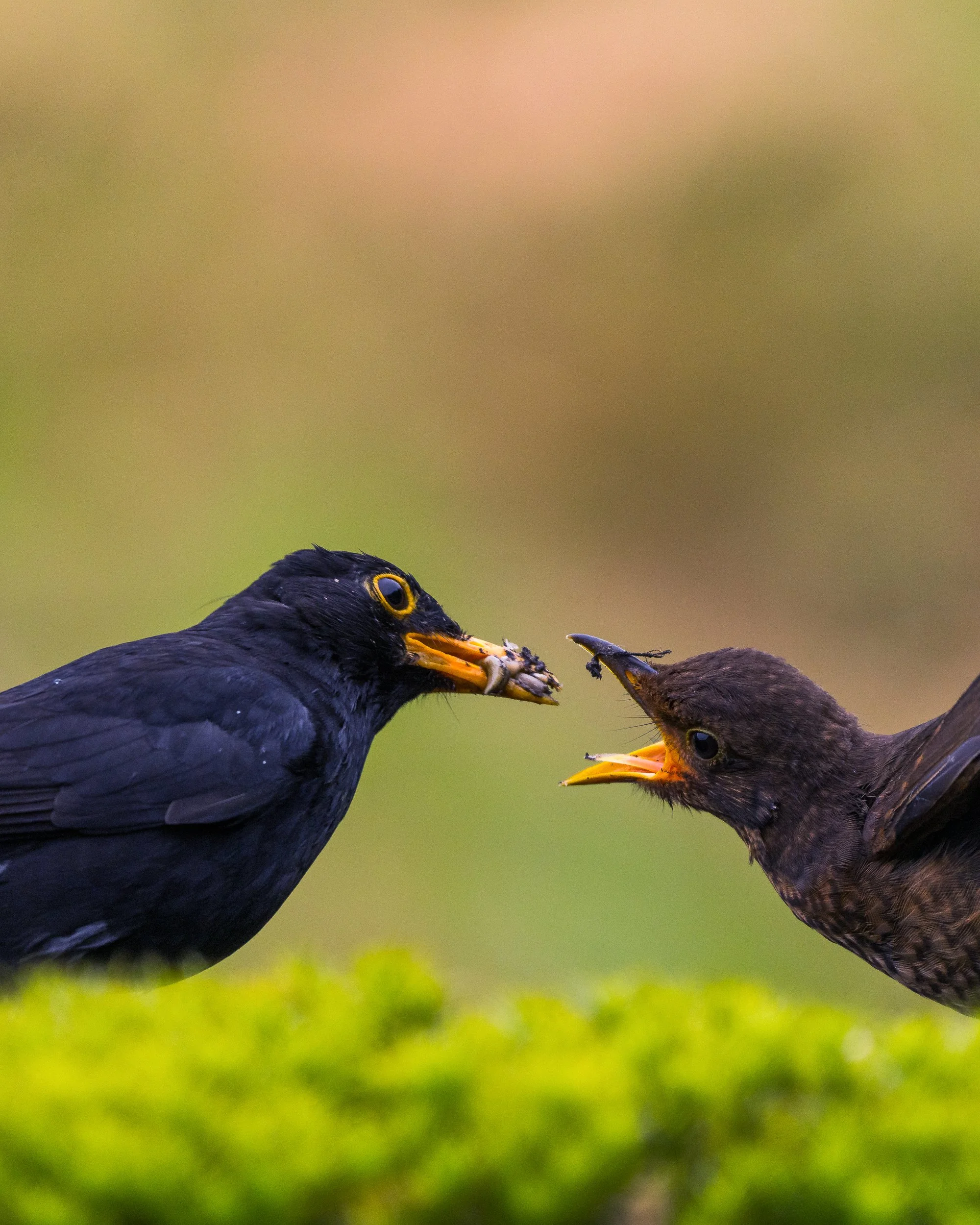 Feeding a big child.  The woodland hide attracted a wide variety of birds., including these blackbirds.  