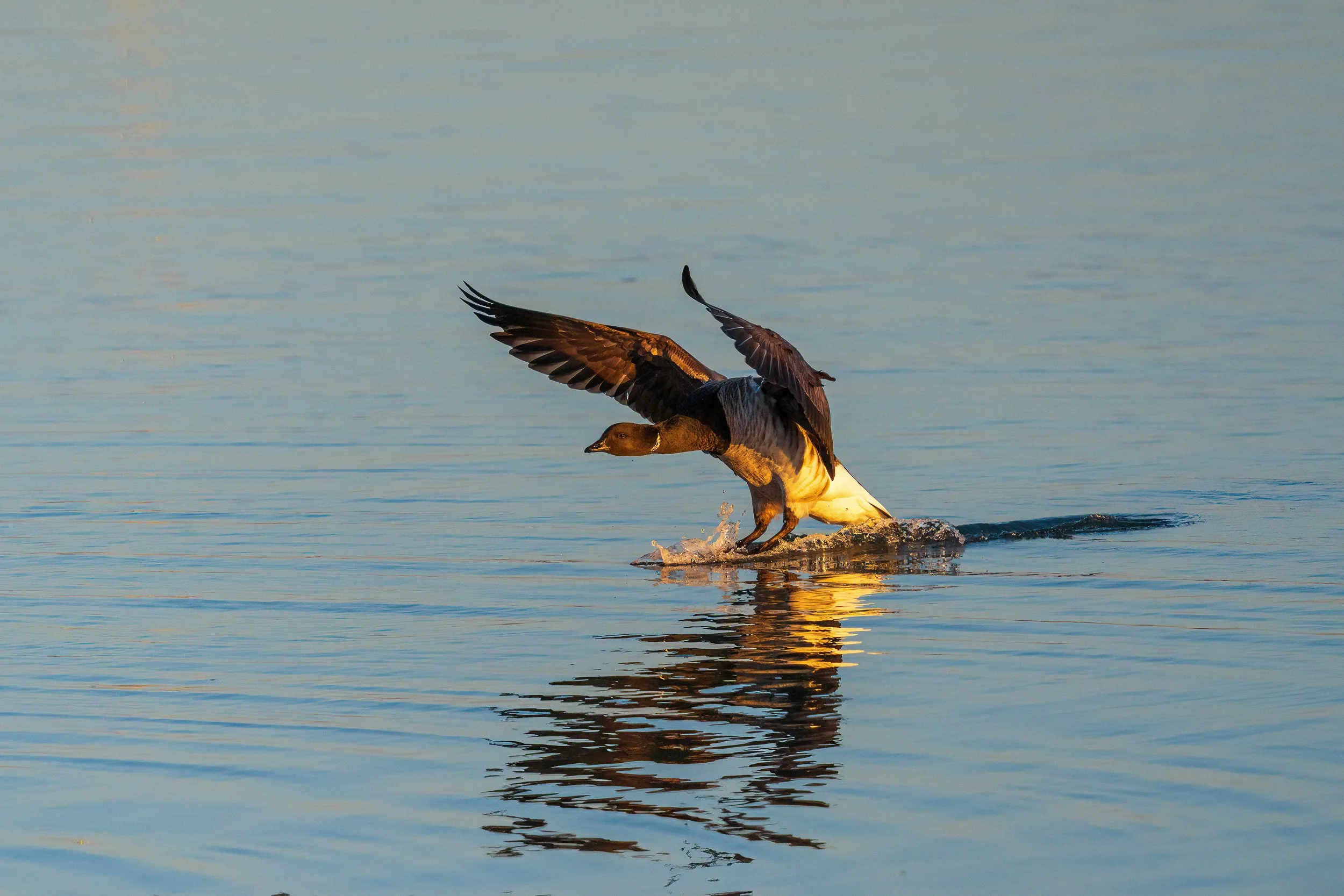 Splashdown 1.  Brent Goose, Malahide