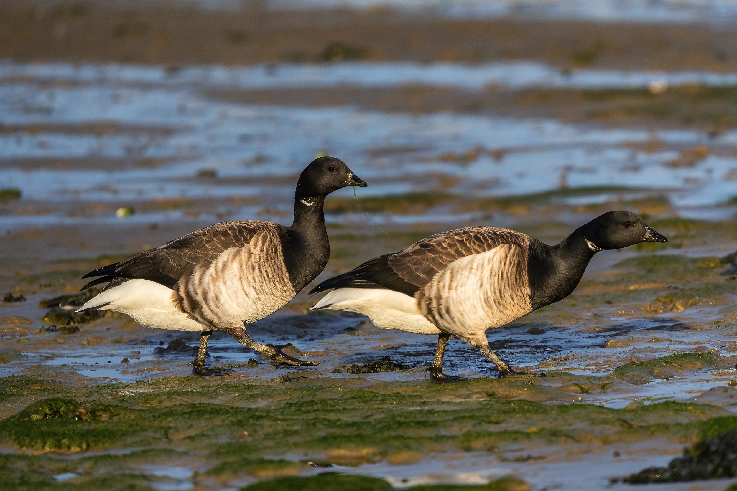 Brent Geese, Malahide