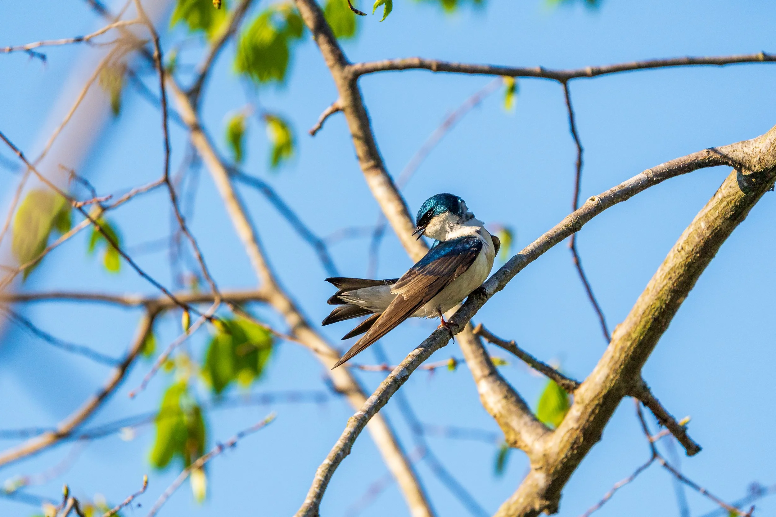 Tree Swallow