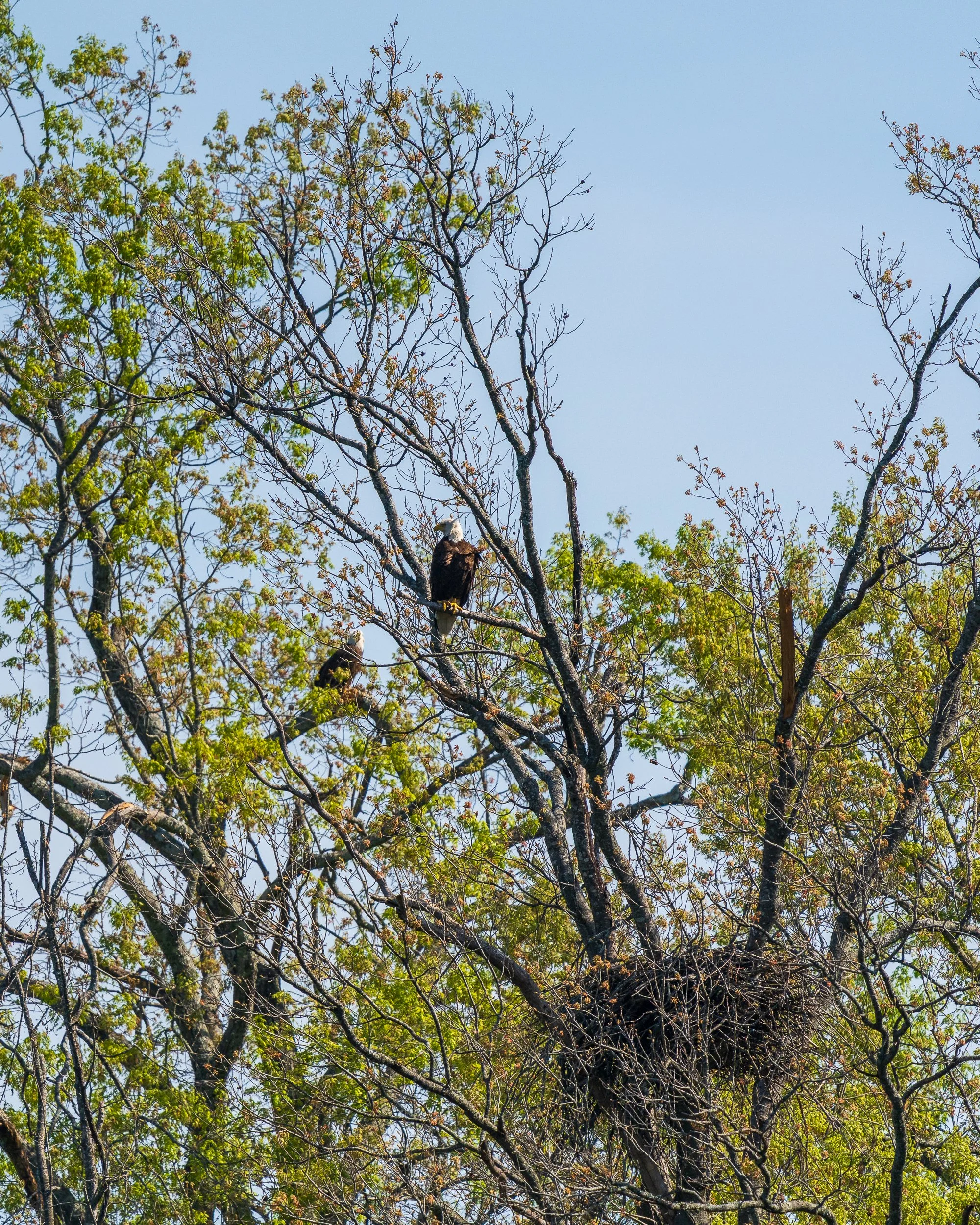 Bald Eagles
