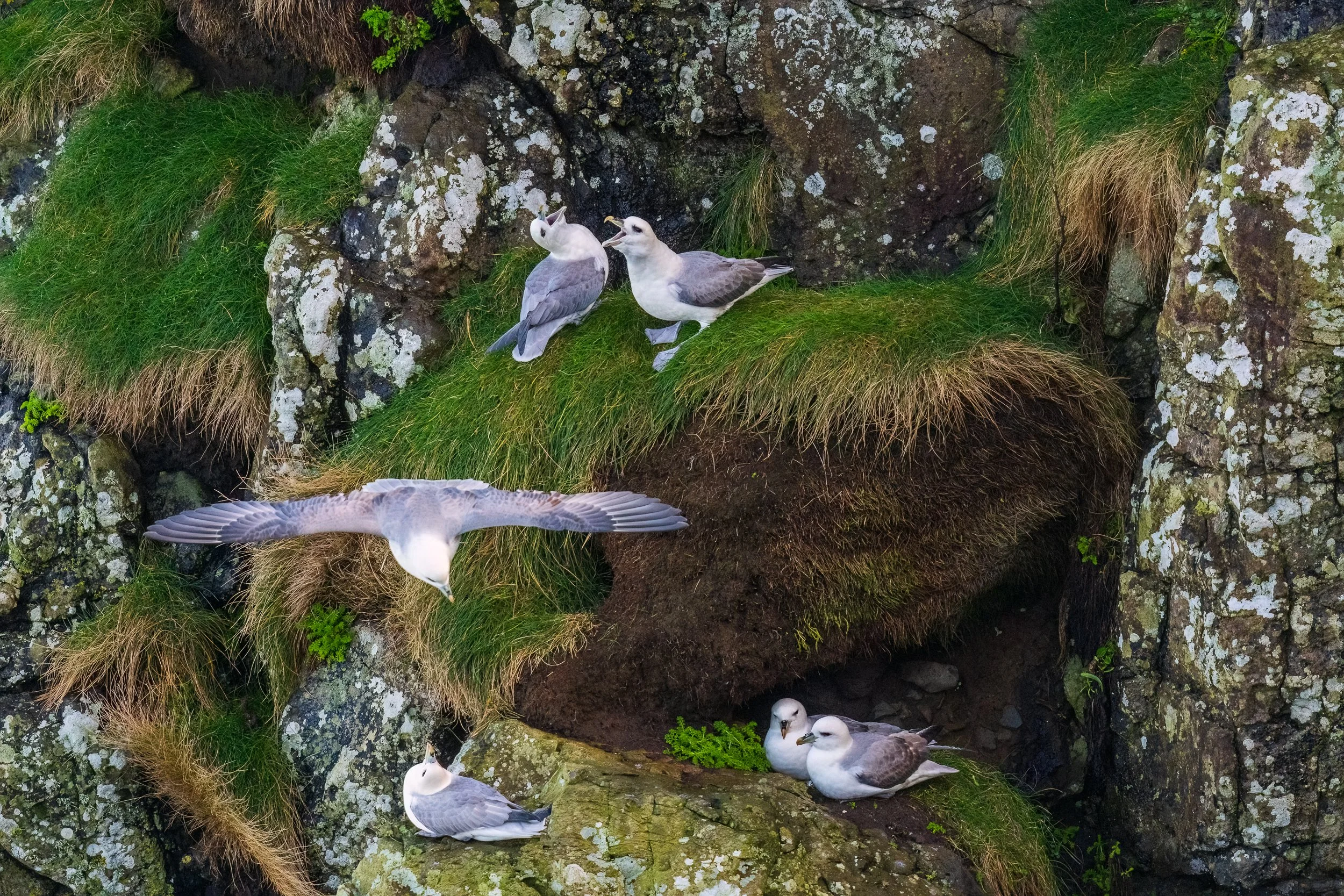 Pairing Up.  Fulmar at Dunseverick cliffs