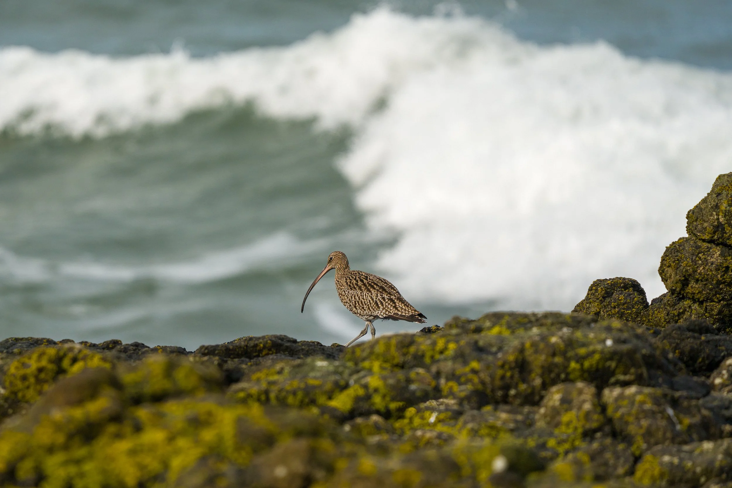 Curlew.  Portstewart