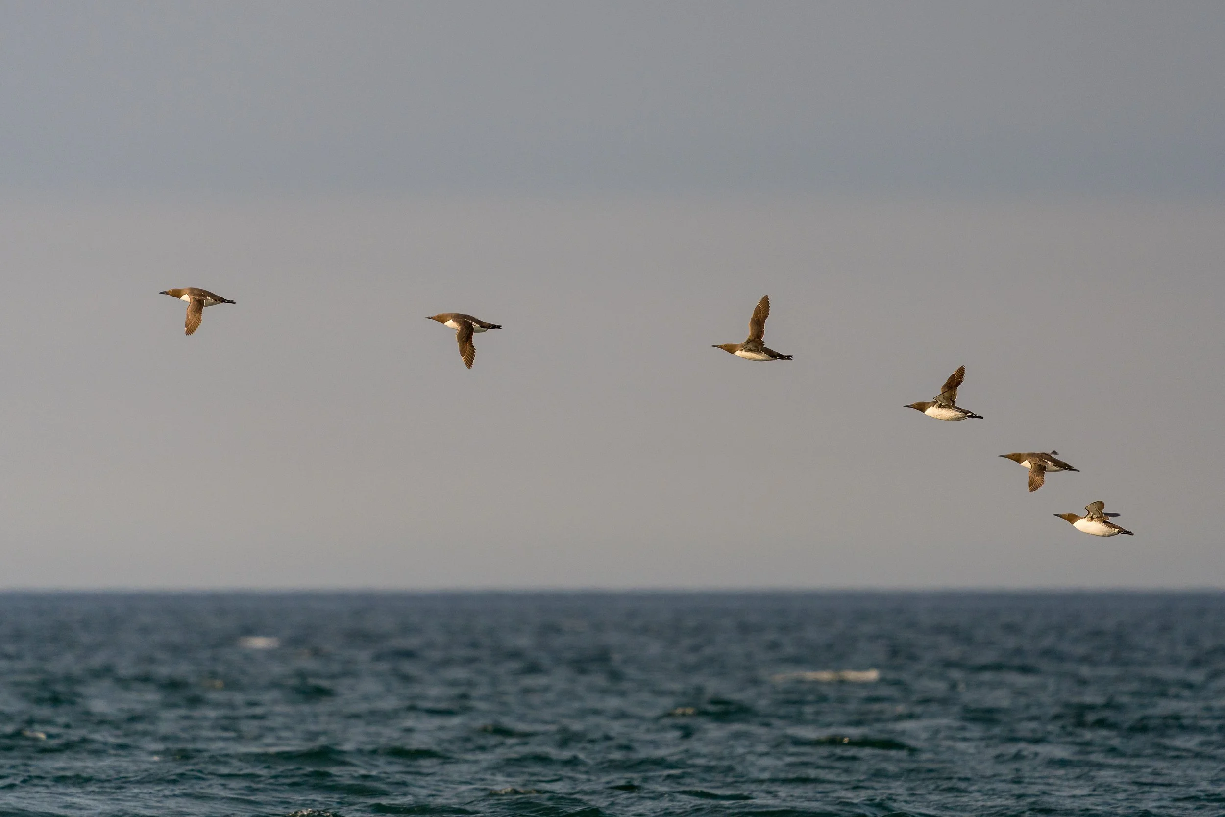 A group of guillemot.  Muck Island