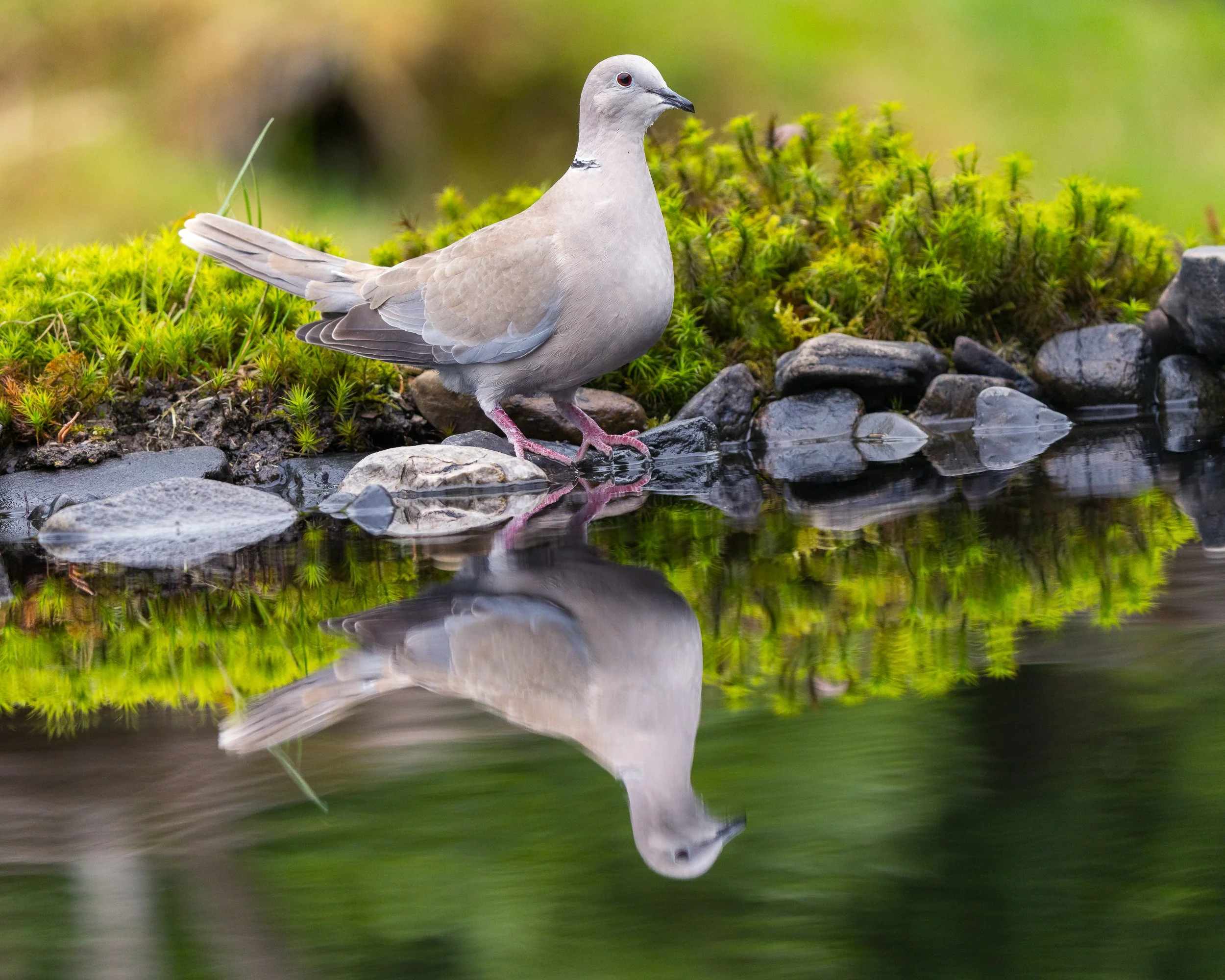 A pool provided additional photographic interest with this Ringed Dove