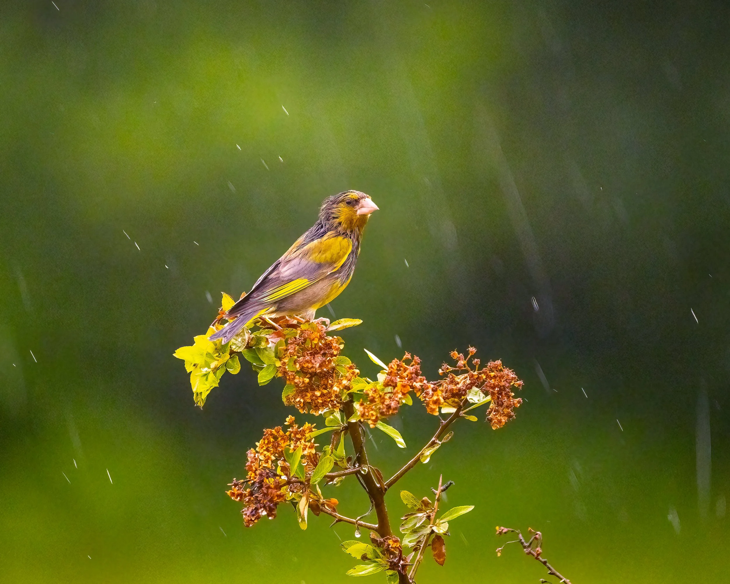 Rain greeted us on our final morning at the Irish Photography Hides, adding interest to the small birds that braved the elements, like this Greenfinch.