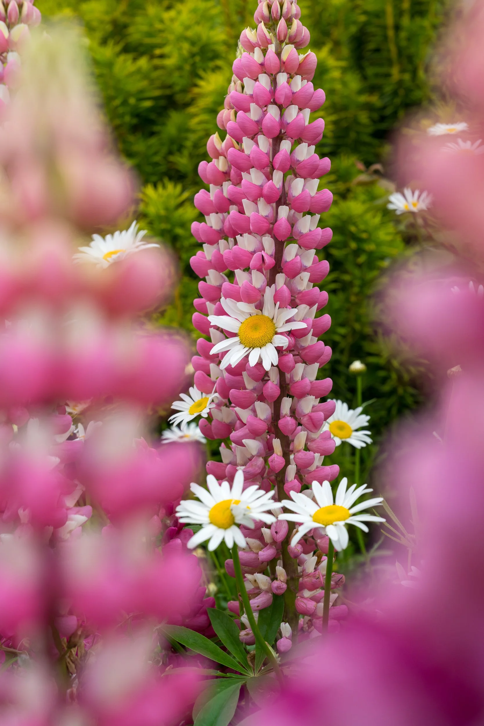 Lupin and Daisies 1