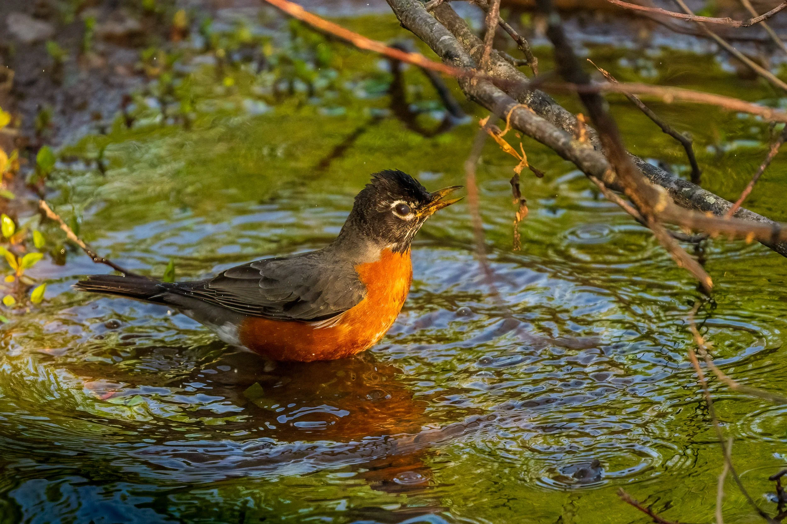 American Robin, Oak Hill, Nashville
