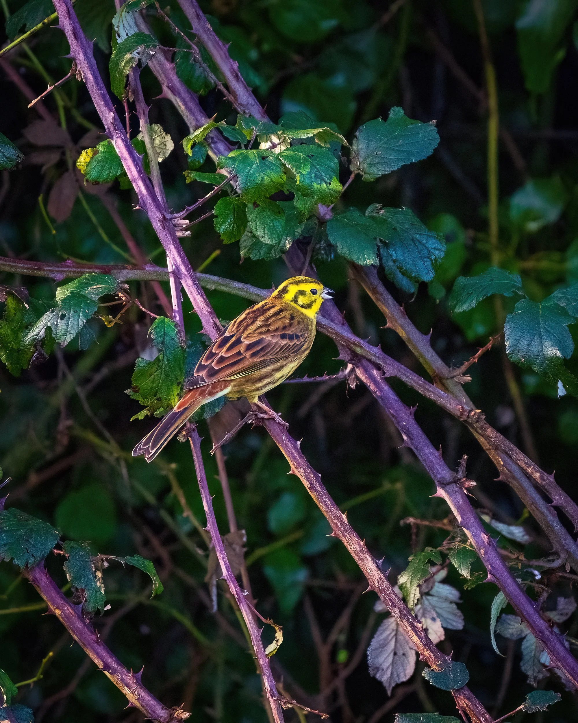 A Yellow Hammer brightens the dark bracken at the Inch Wildfowl Reserve, Co Donegal