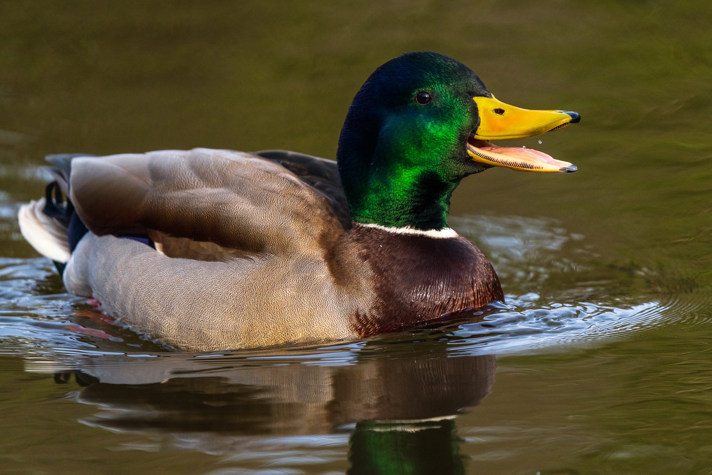 Mallard.  River Lagan