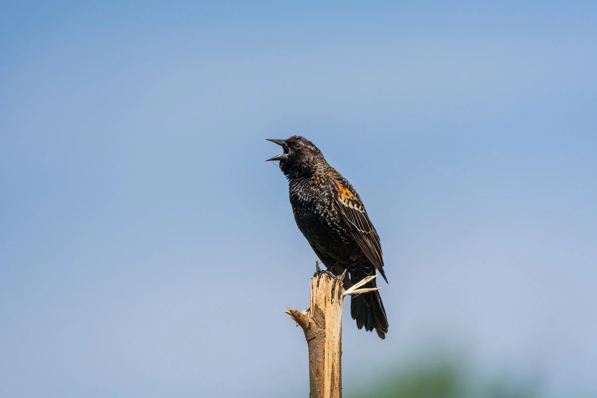 Red-winged Blackbird, Radnor Lake