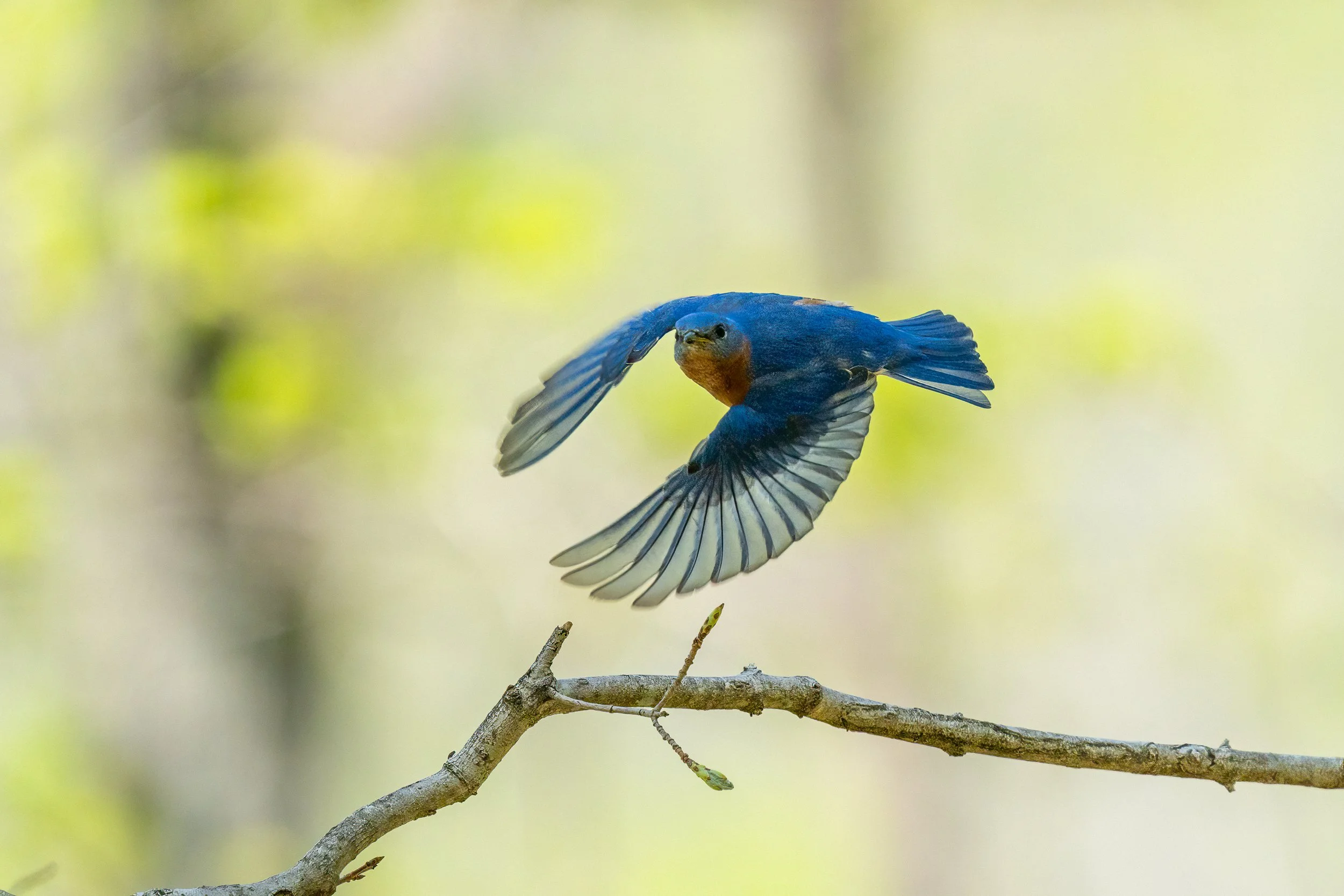 Eastern Bluebird, Oakhill, Nashville