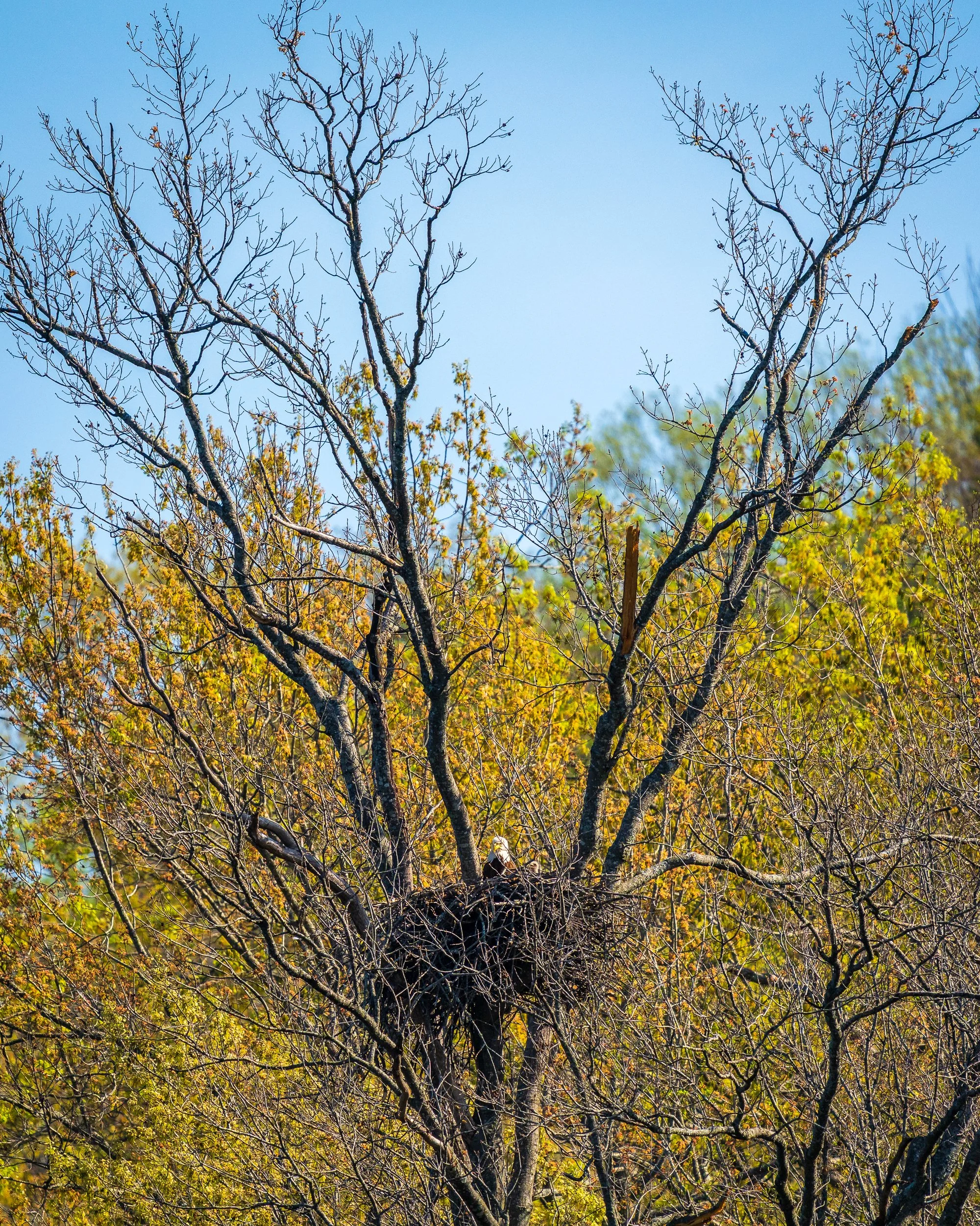 Bald Eagle nest with chick