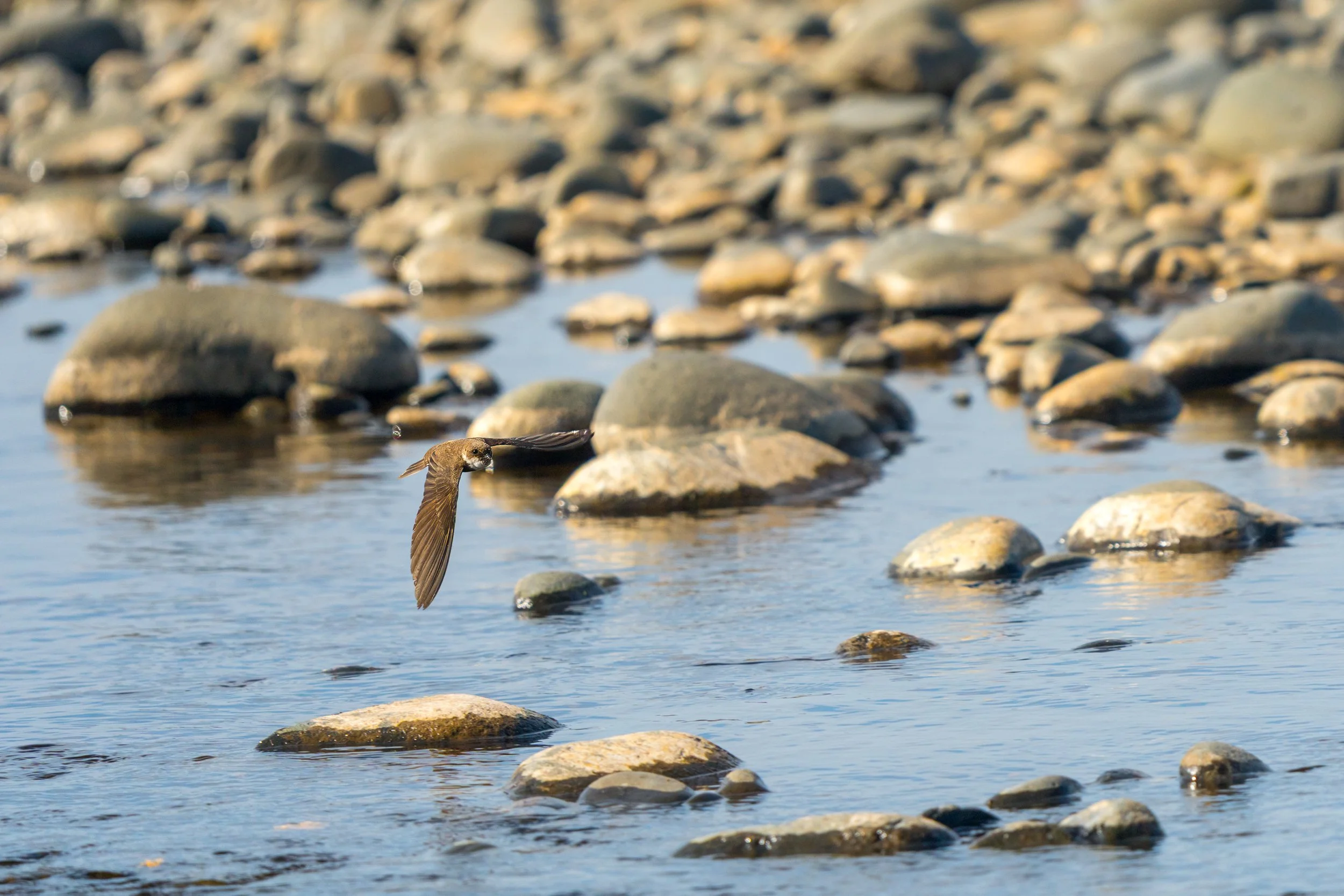 A sand martin catching insects above the River Bush