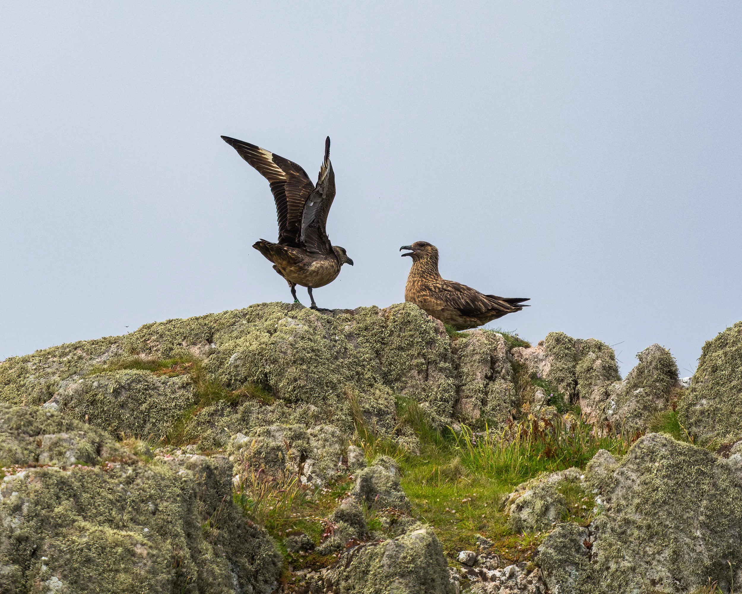 Taking advantage of the rocky terrain I was able to approach within good photographic distance without disturbing the birds.