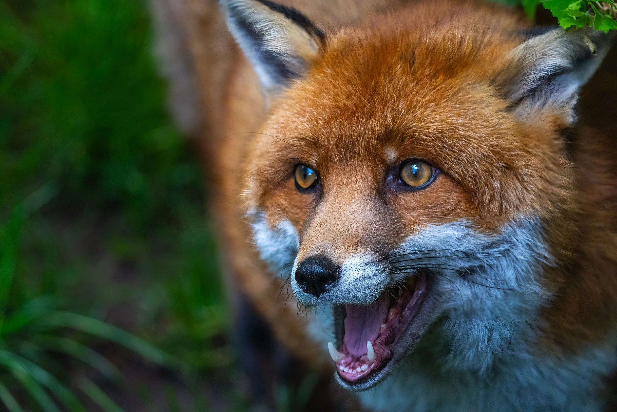 Looking sharp.  Red fox, Wild Ireland
