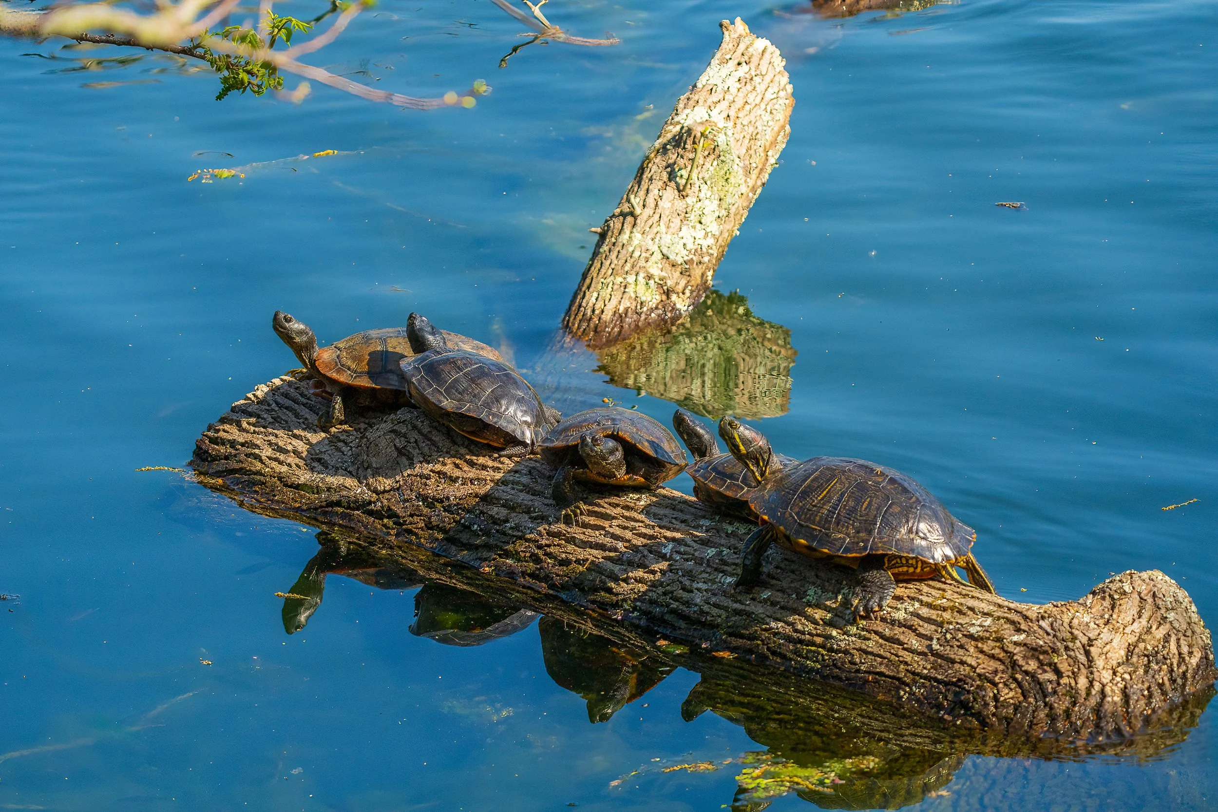 Pond Sliders, Radnor Lake, Nashville