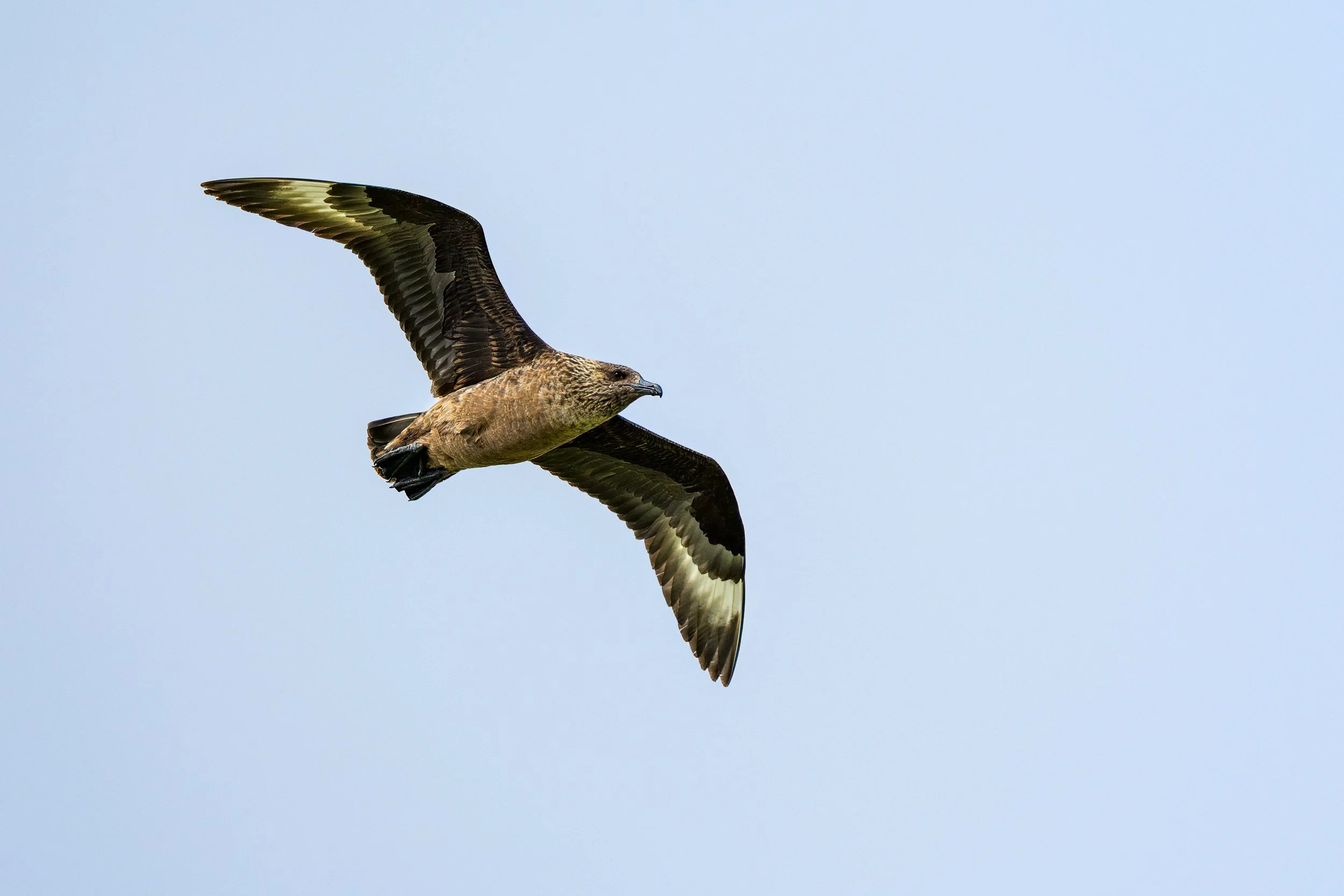 Great Skua fly past.  This is a large, powerful bird also known in the UK as a Bonxie. It eats mostly fish, either caught in the sea or stolen from other birds, hence also referred to as the pirate of the seas.