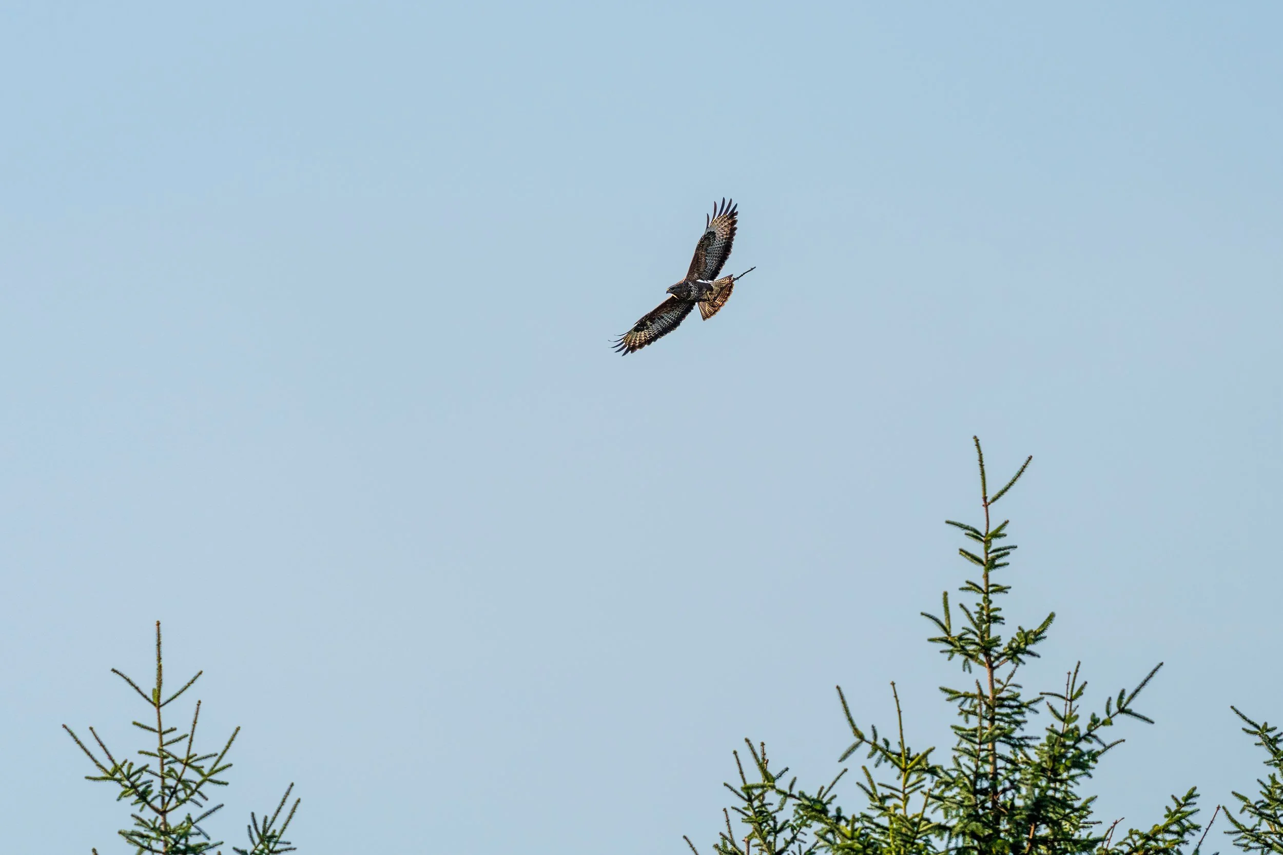 Nest Repairs, Buzzard, Antrim Hills
