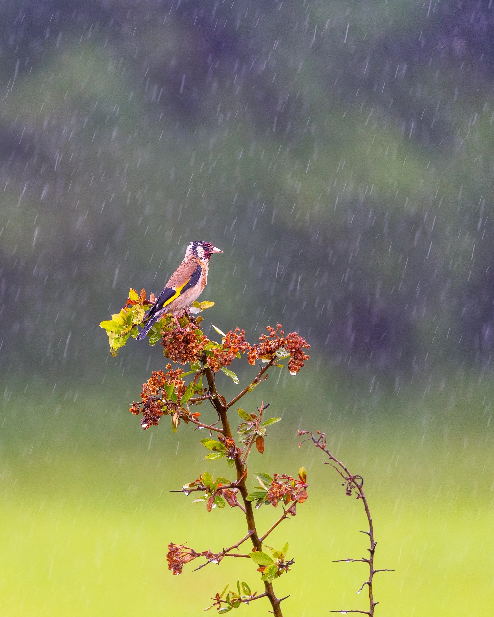 Goldfinch in the rain