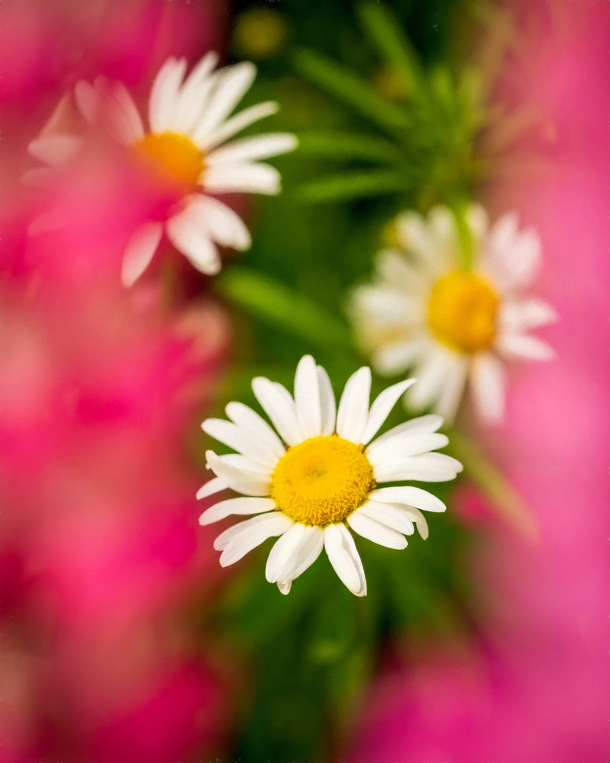 Lupin and daisies 3