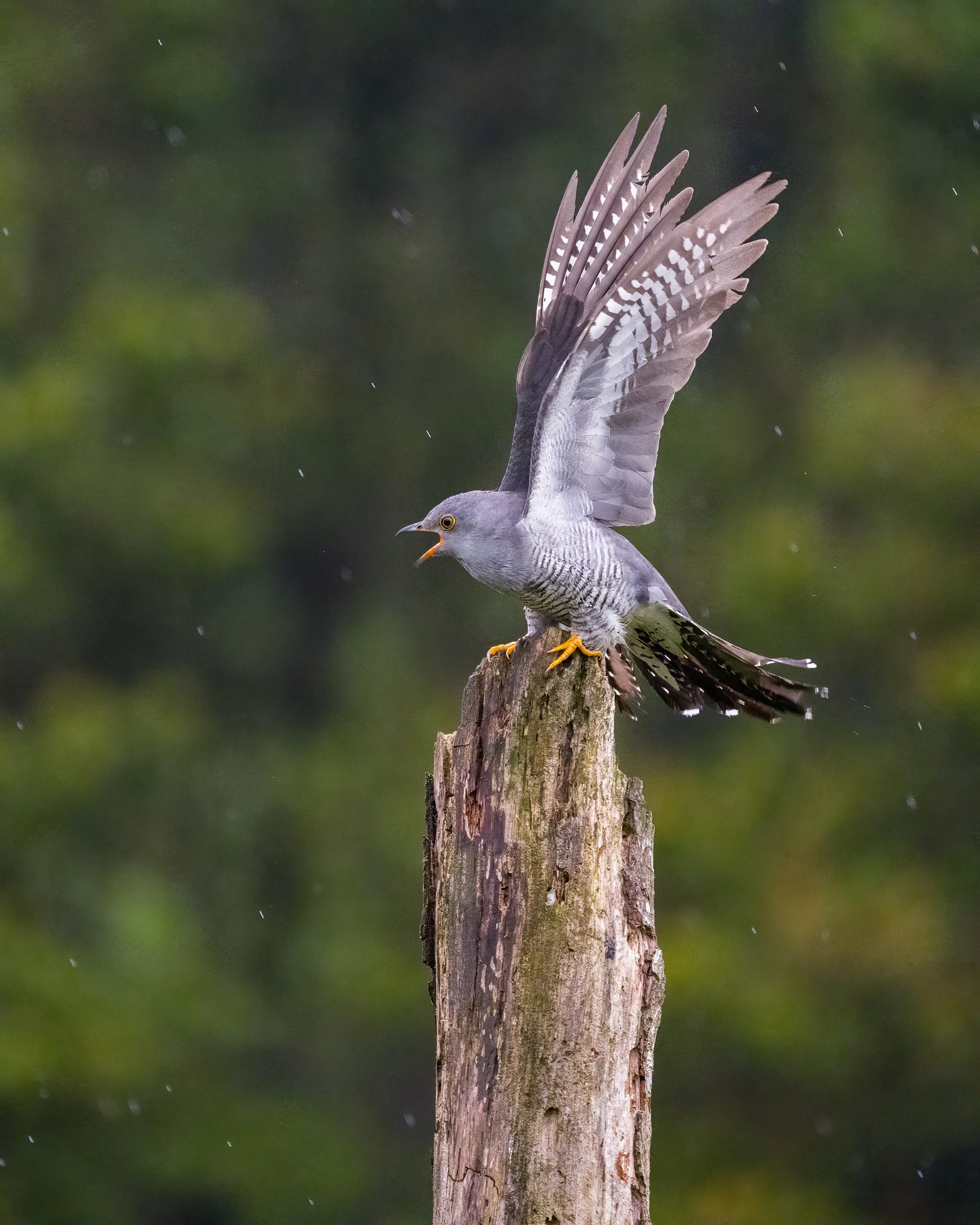 The cuckoo attempts to deter an approaching bird