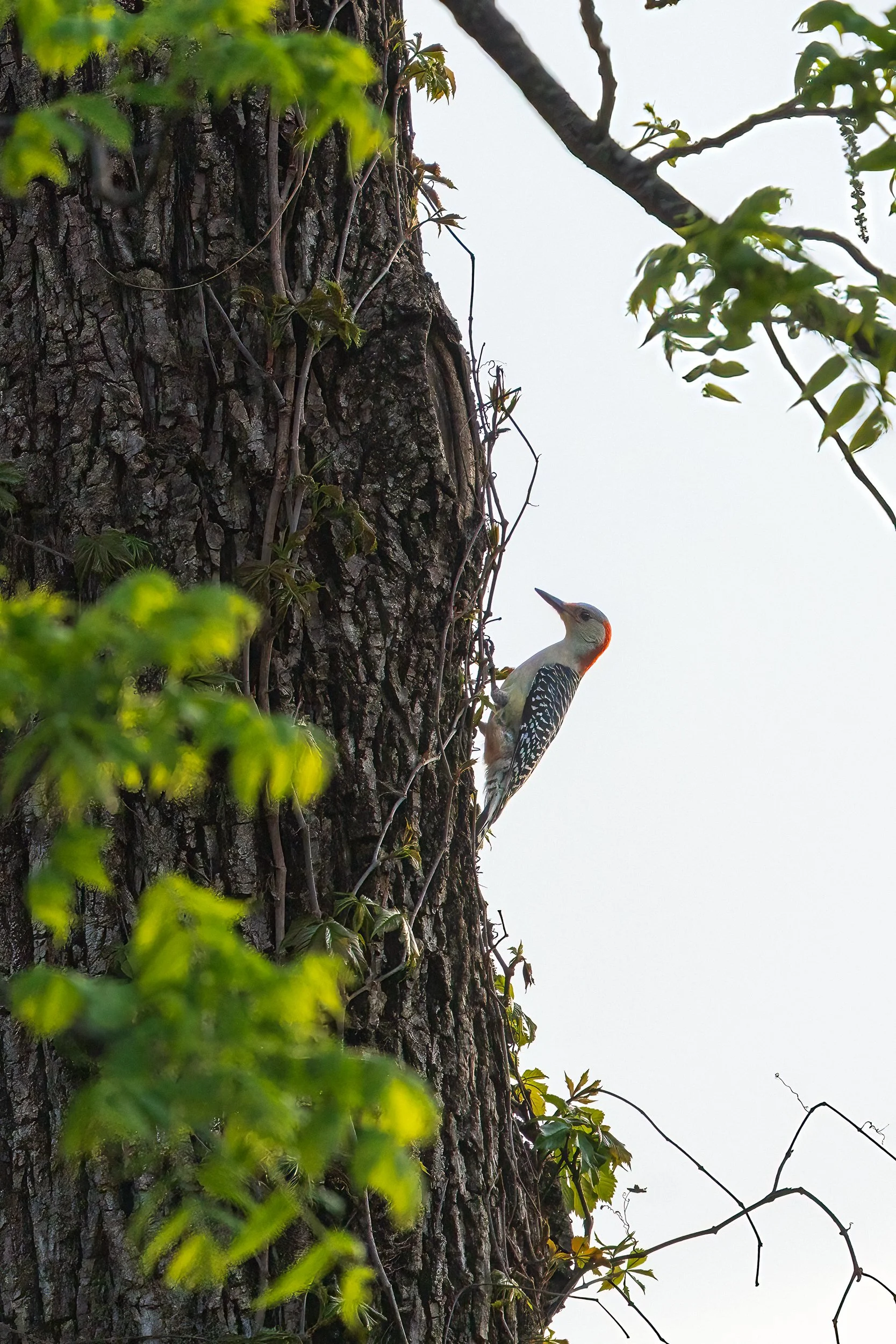Redbellied Woodpecker