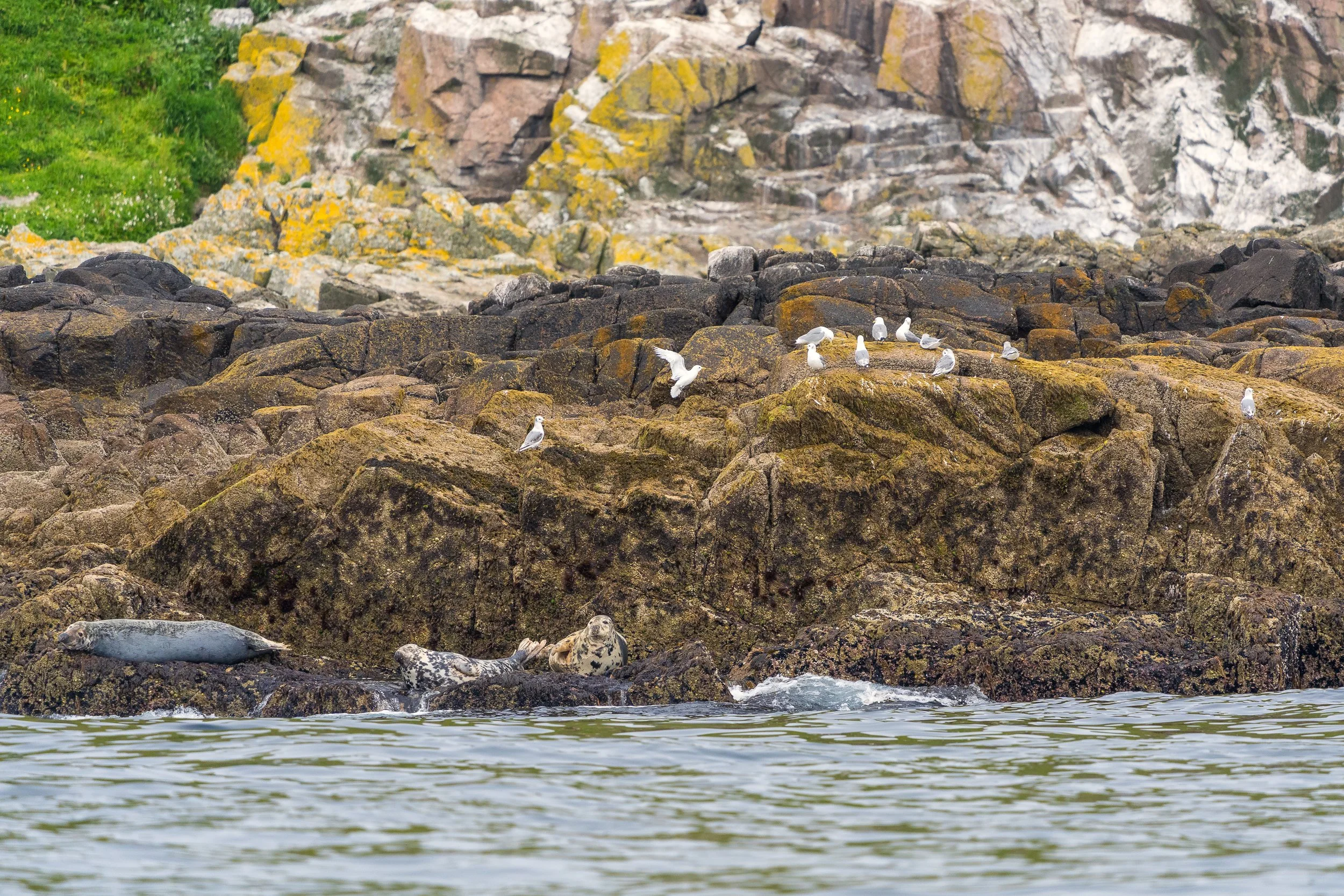 Grey seals and common gulls call this small island their home.